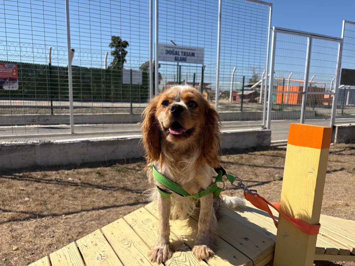 Espati Molly Melez Köpek, Eskişehir