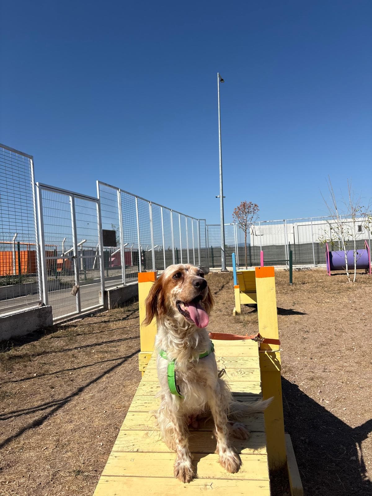 Espati Bella Melez Köpek, Eskişehir