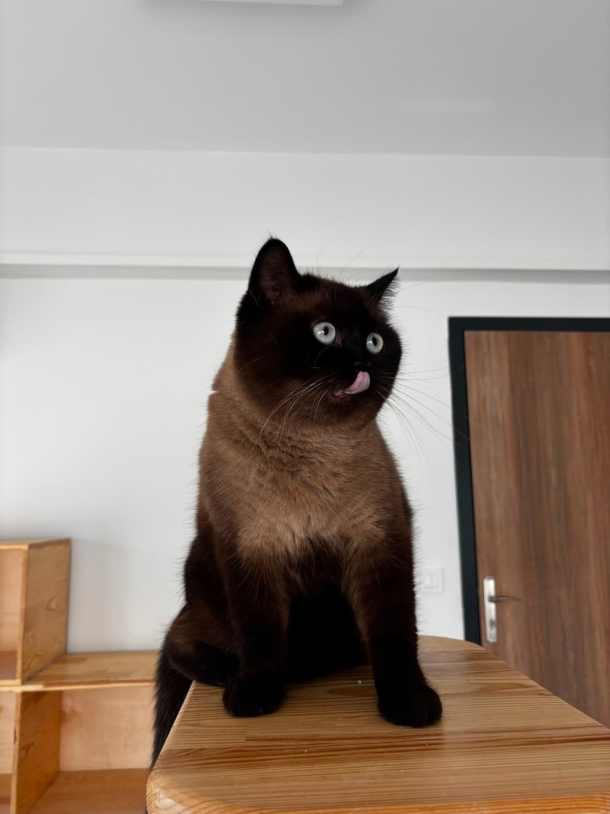 Espati Eros Melez Kedi, Eskişehir