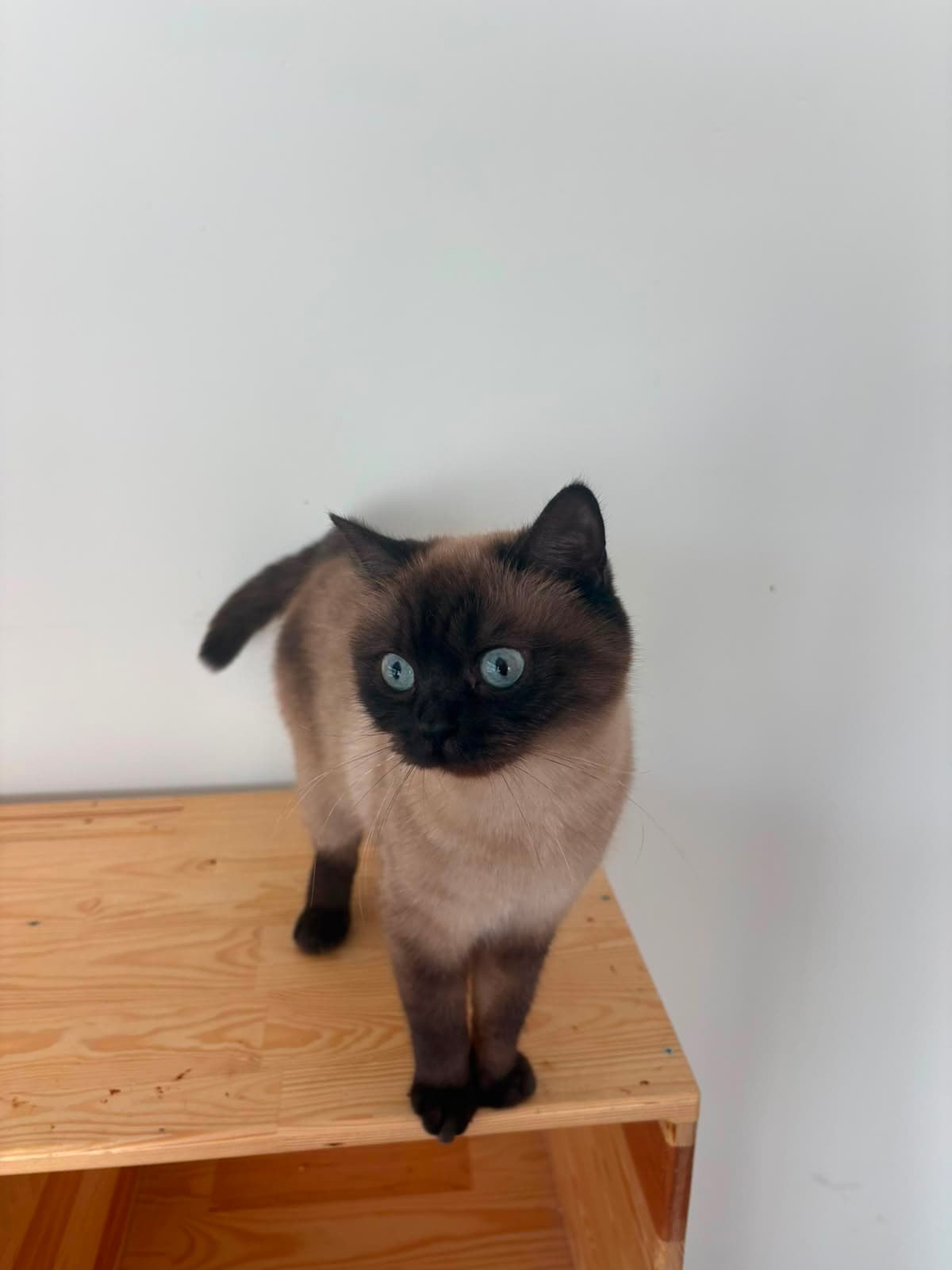 Espati Hera Melez Kedi, Eskişehir