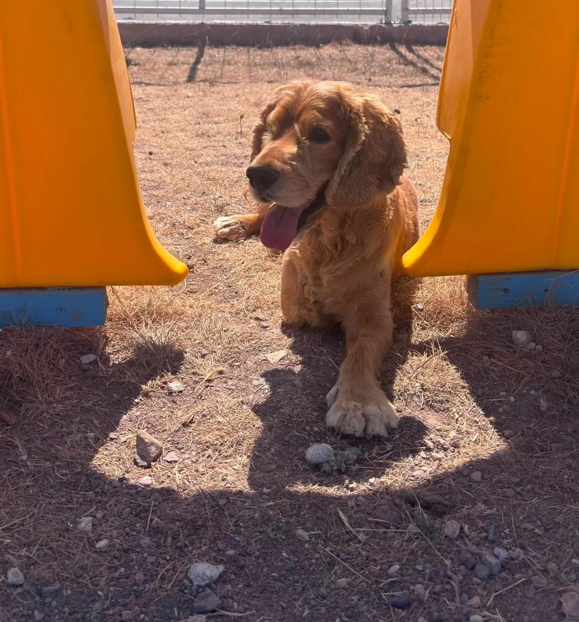 Espati Tripod Melez Köpek, Eskişehir