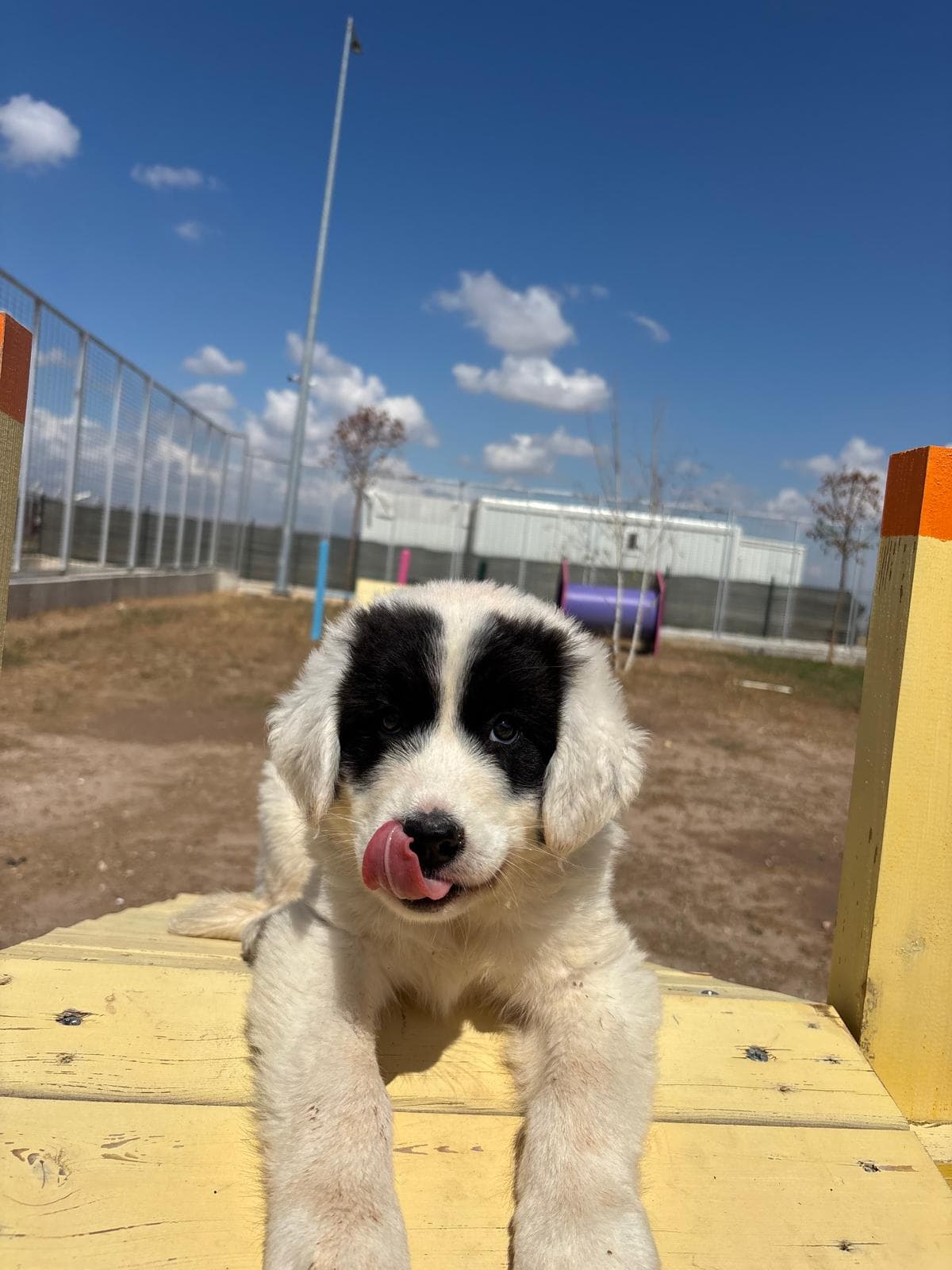 Espati Panda Melez Köpek, Eskişehir