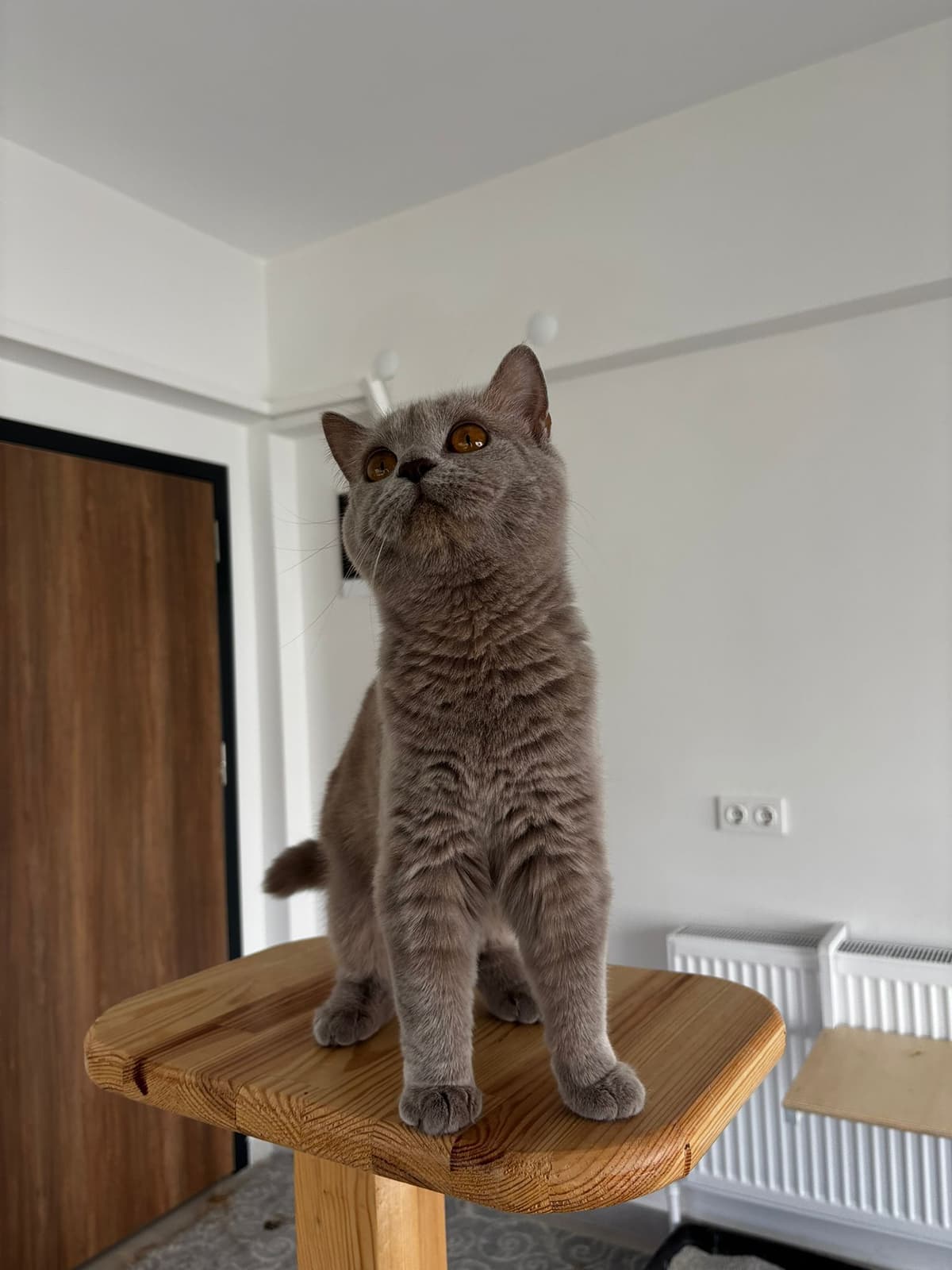 Espati Tarçın Melez Kedi, Eskişehir