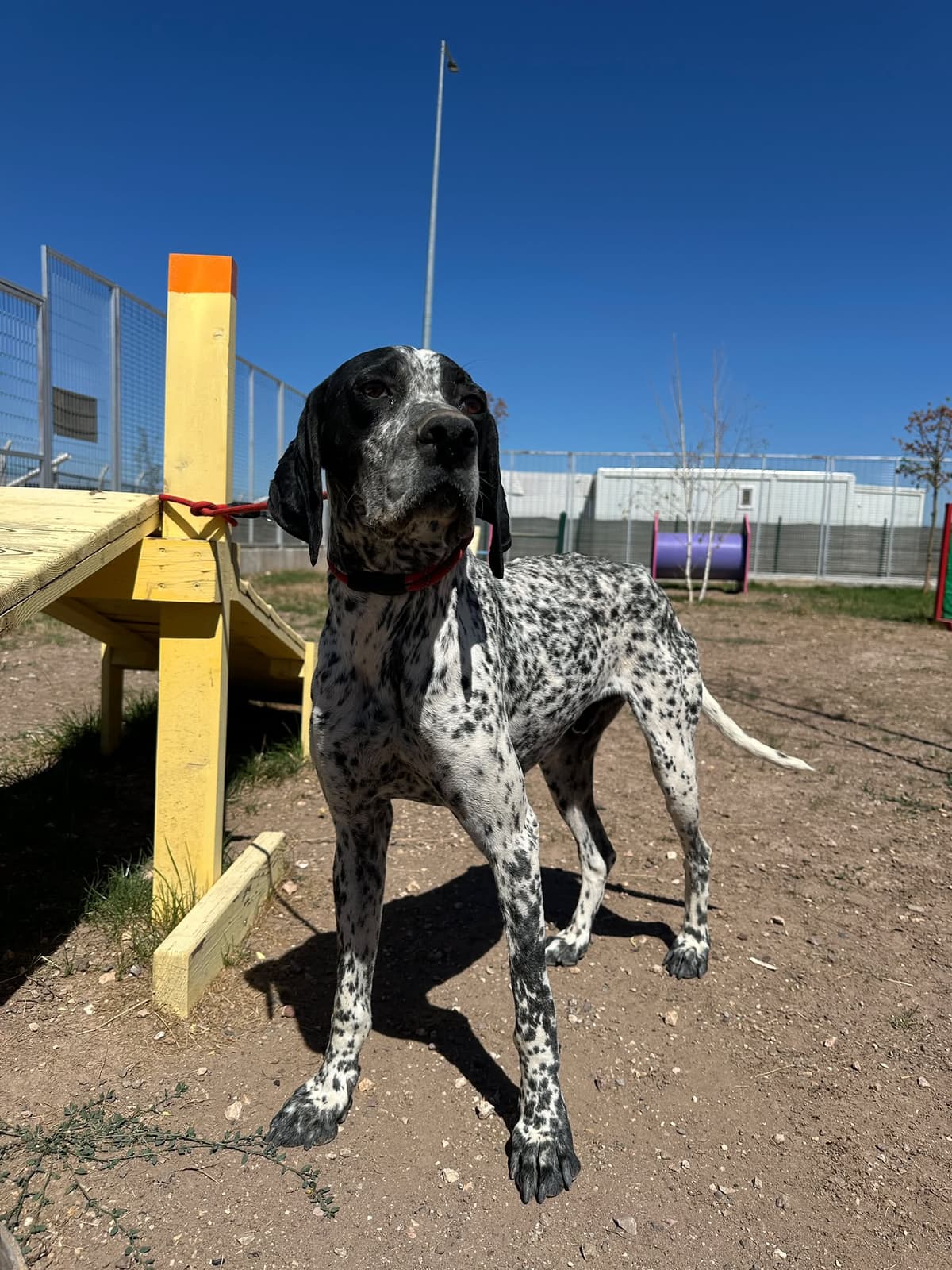 Espati Oreo Melez Köpek, Eskişehir