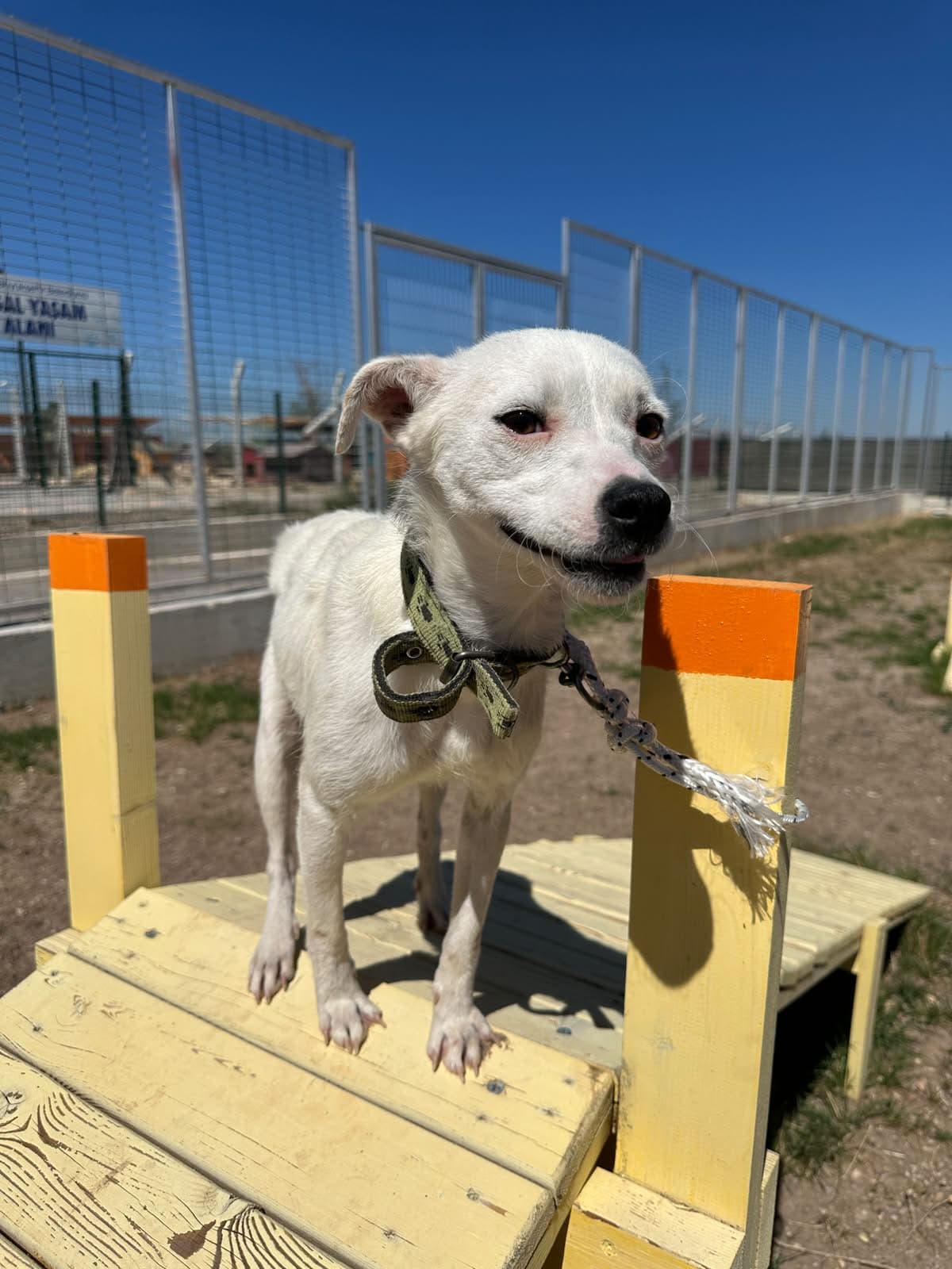 Espati Merlin Melez Köpek, Eskişehir