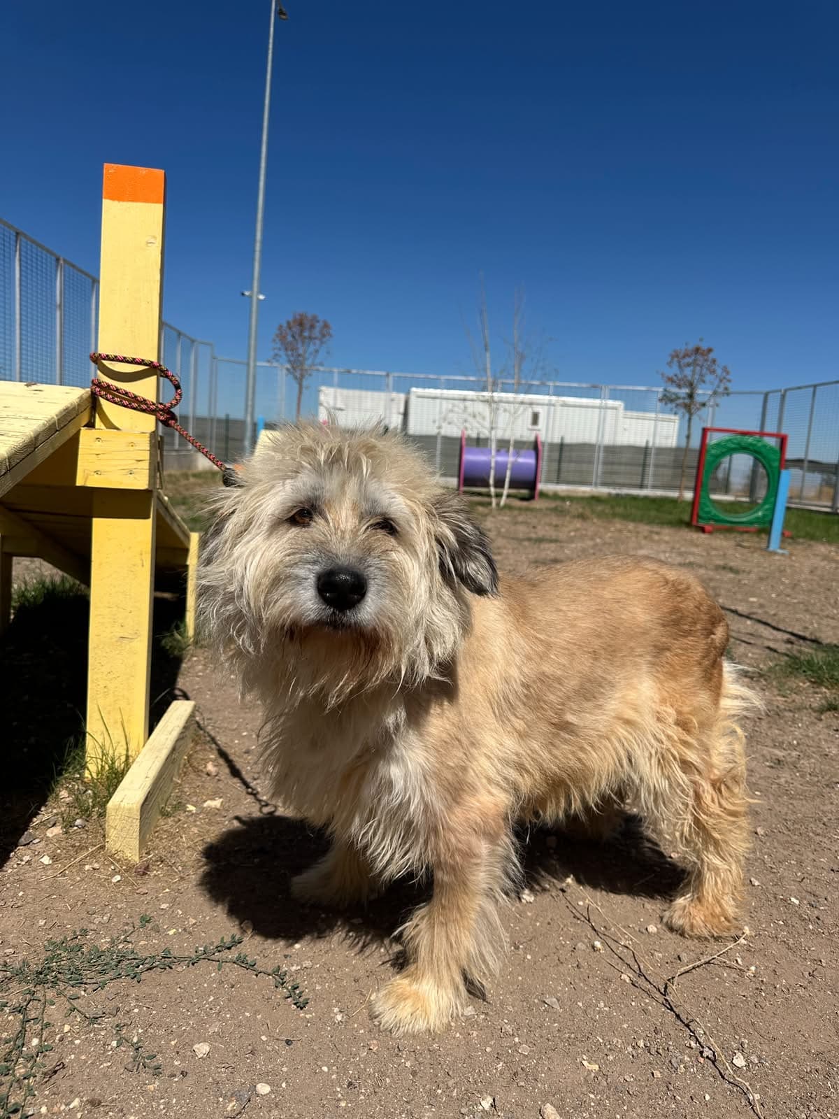 Espati Terry Melez Köpek, Eskişehir