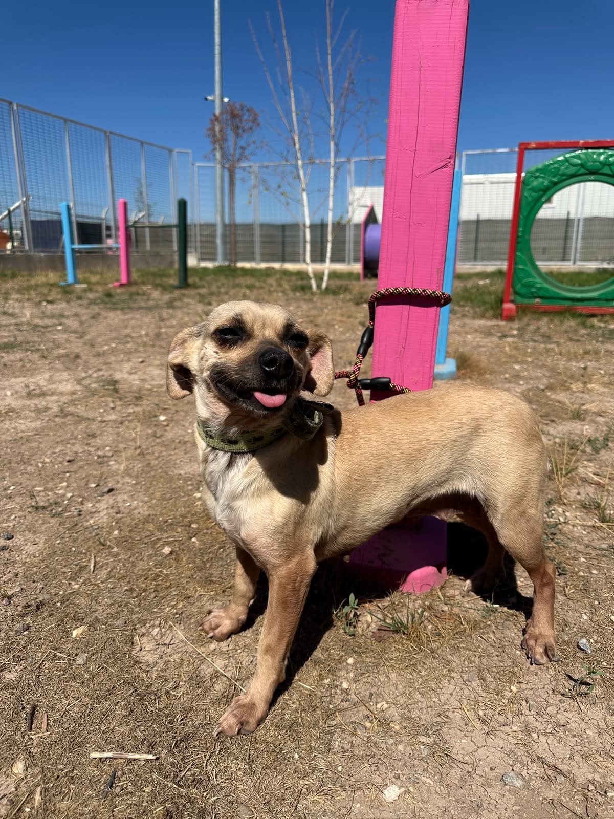 Espati Baby Melez Köpek, Eskişehir
