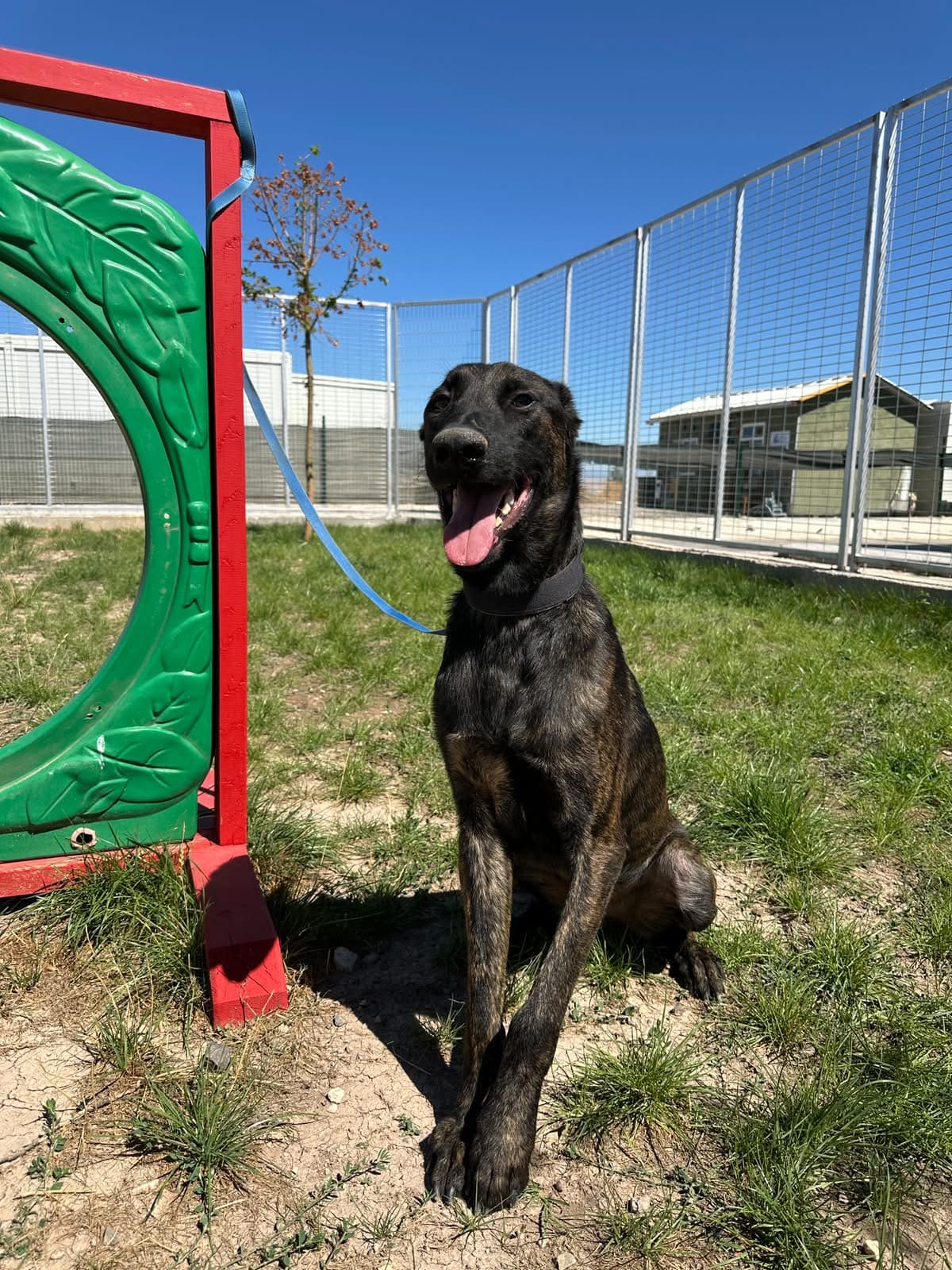 Espati Ares Melez Köpek, Eskişehir