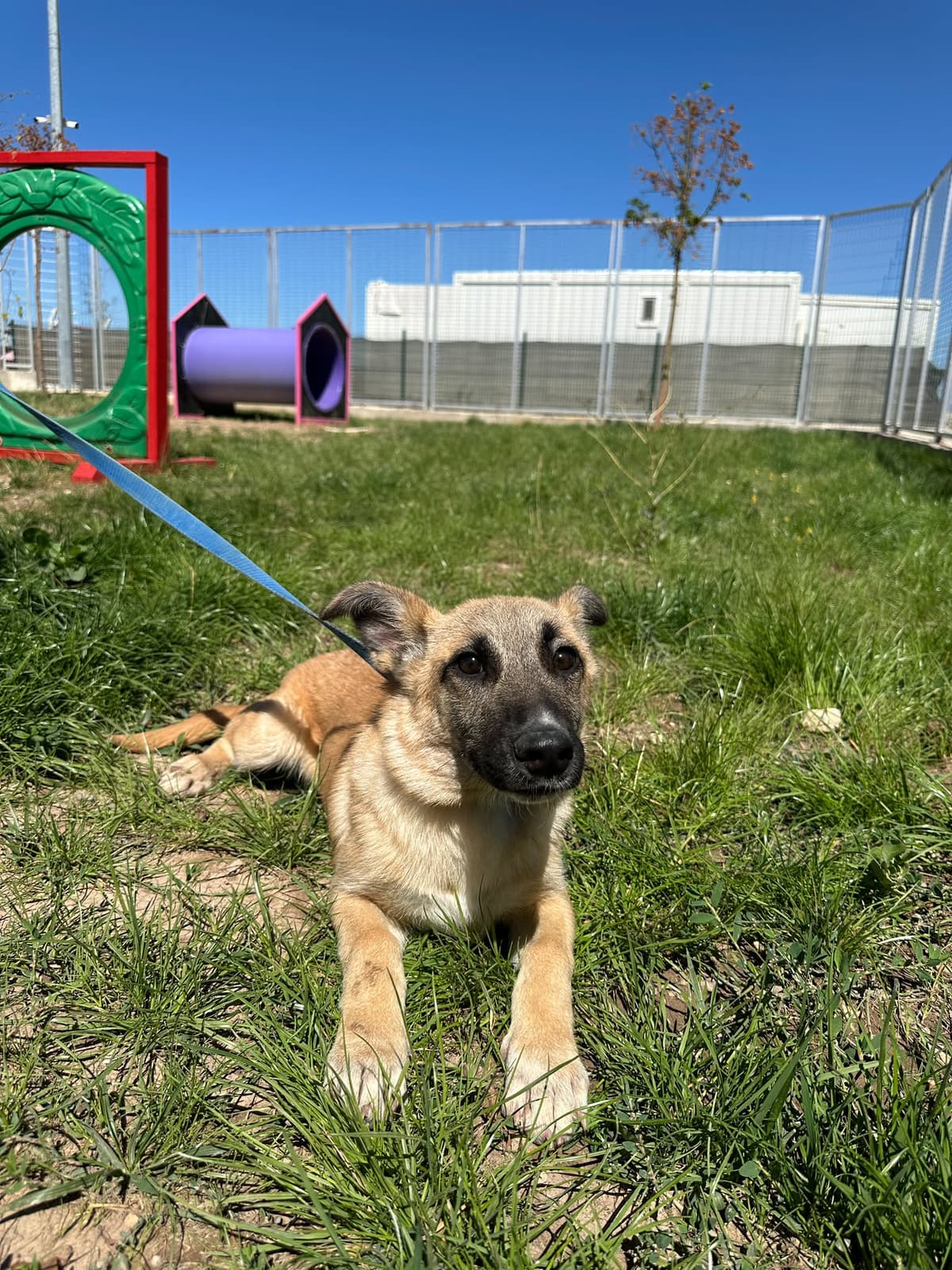 Espati Bıdık Melez Köpek, Eskişehir