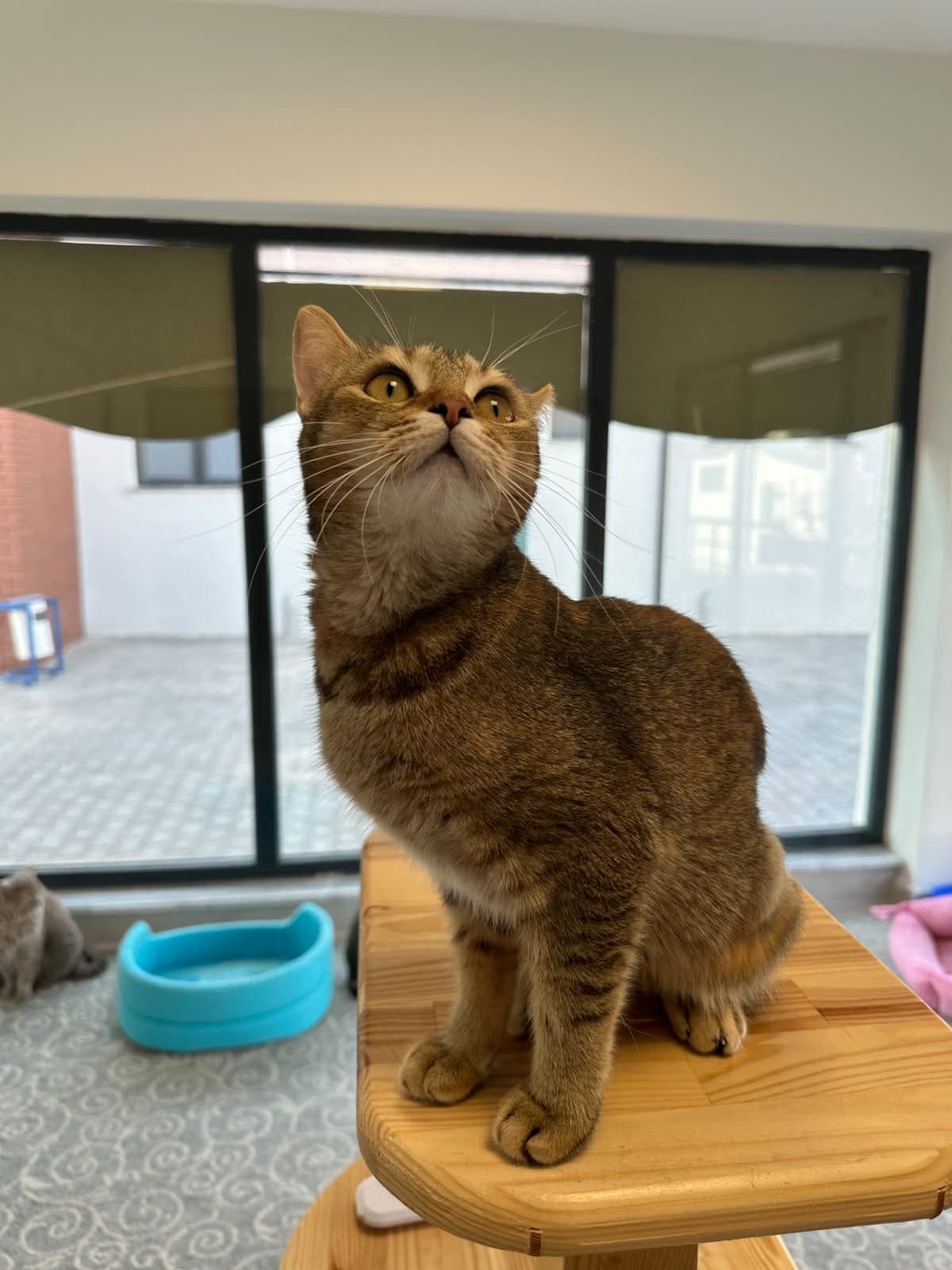 Espati Diva Melez Kedi, Eskişehir