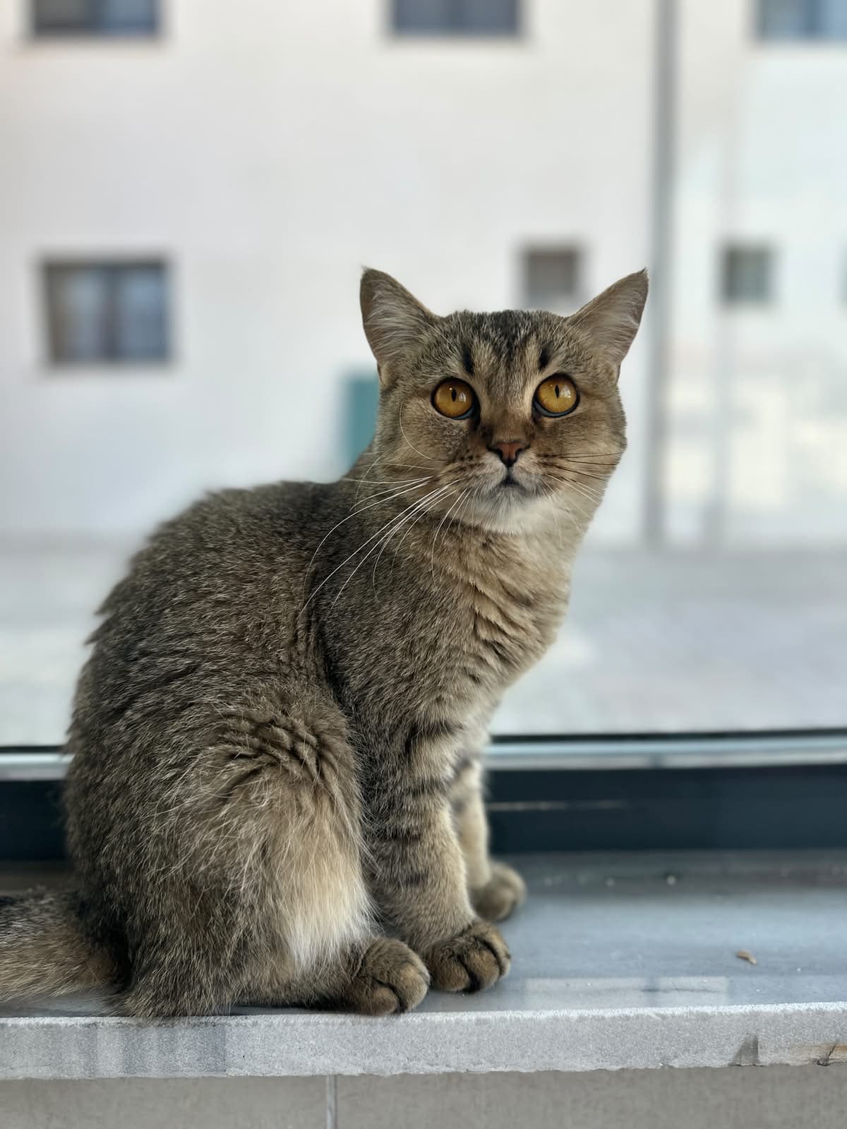 Espati Hırçın Melez Kedi, Eskişehir