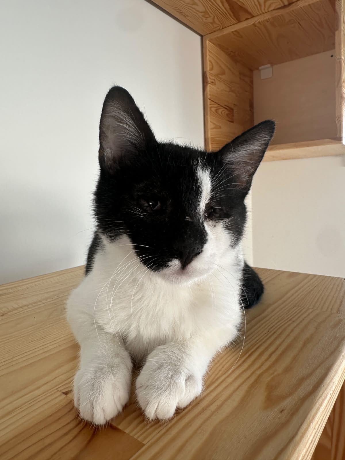 Eskişehir Melez Kedi Melez Kedi, Eskişehir