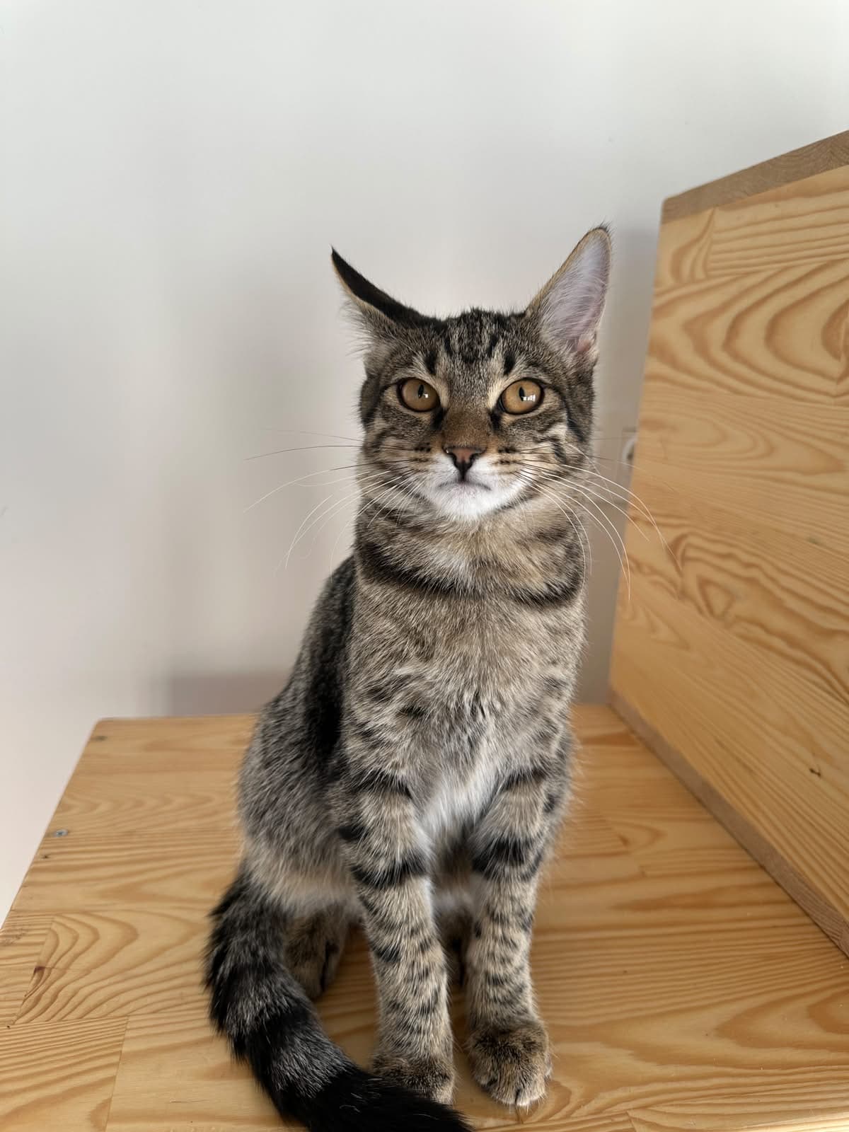 Espati Çakıl Melez Kedi, Eskişehir