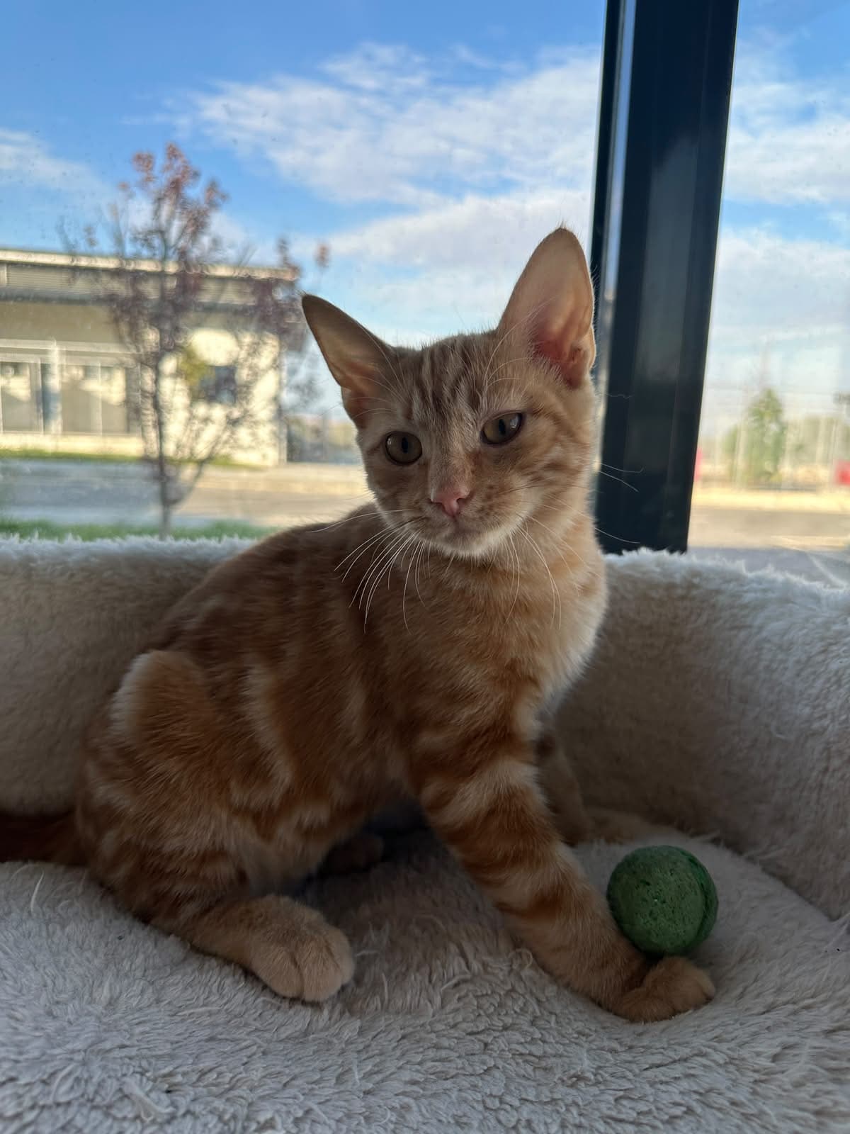 Espati Mercimek Melez Kedi, Eskişehir