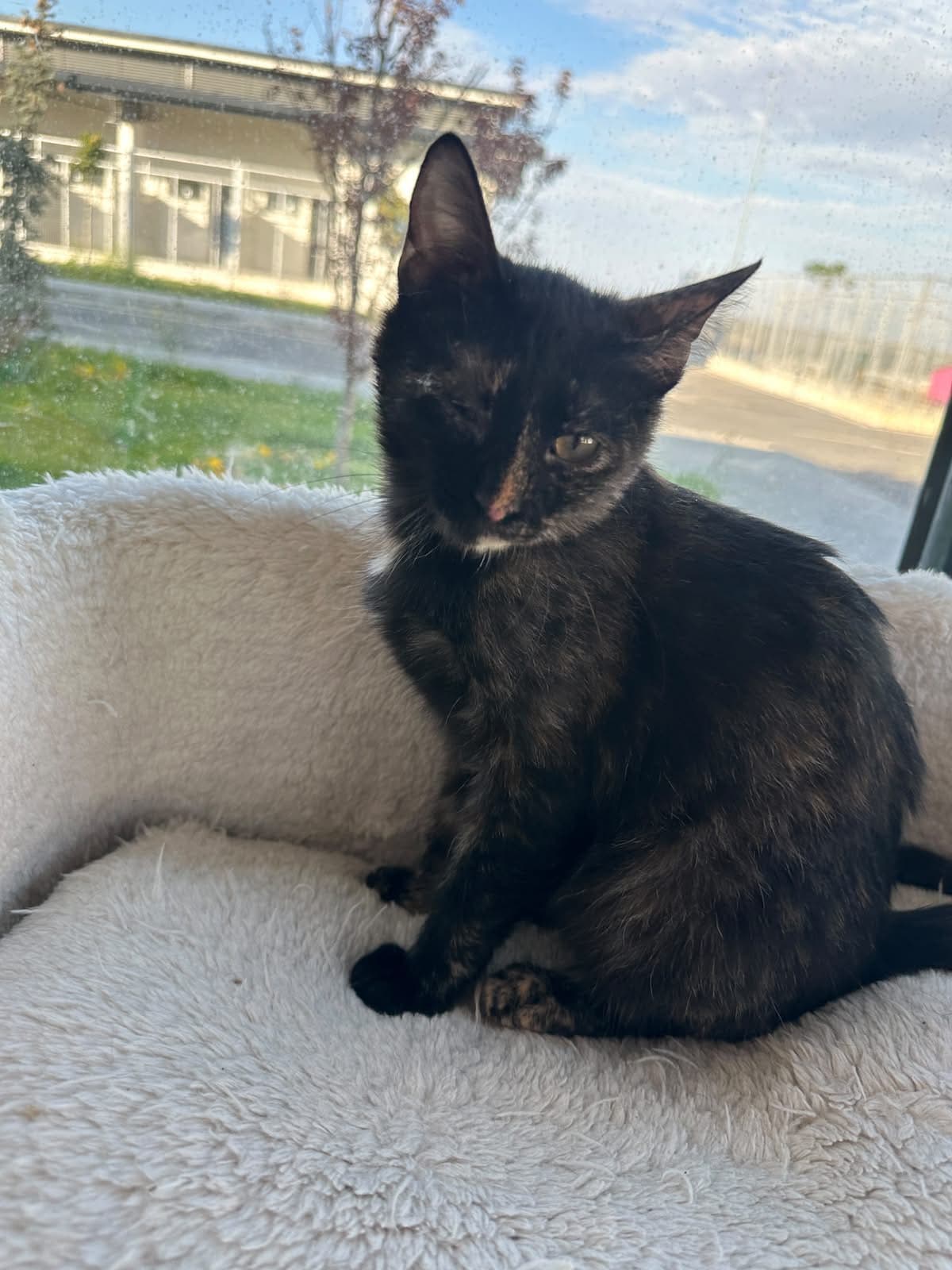 Espati Luna Melez Kedi, Eskişehir