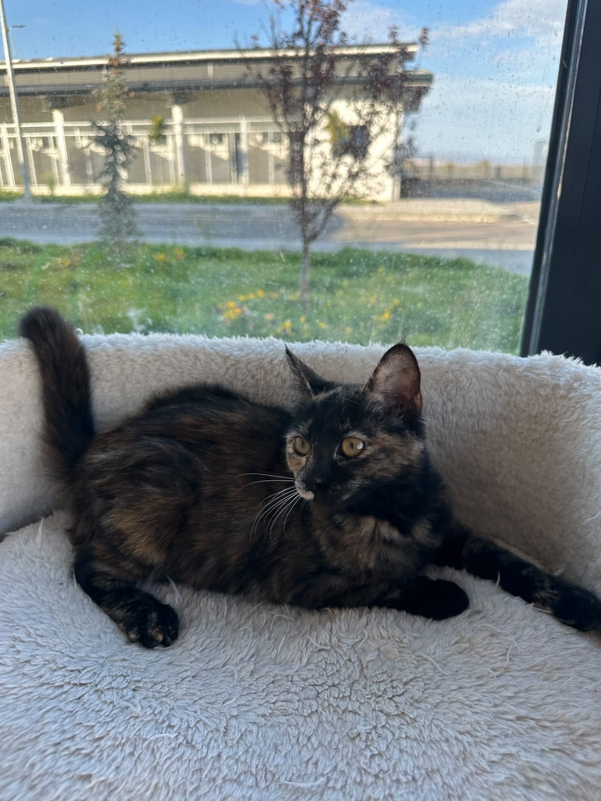 Espati Misket Melez Kedi, Eskişehir