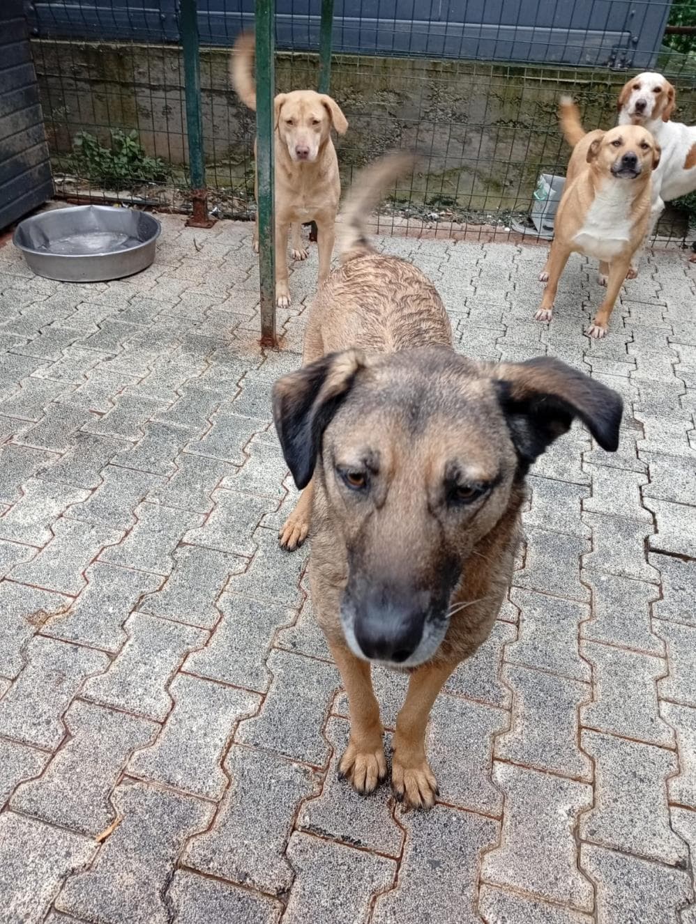 Bambam Melez Köpek, İstanbul