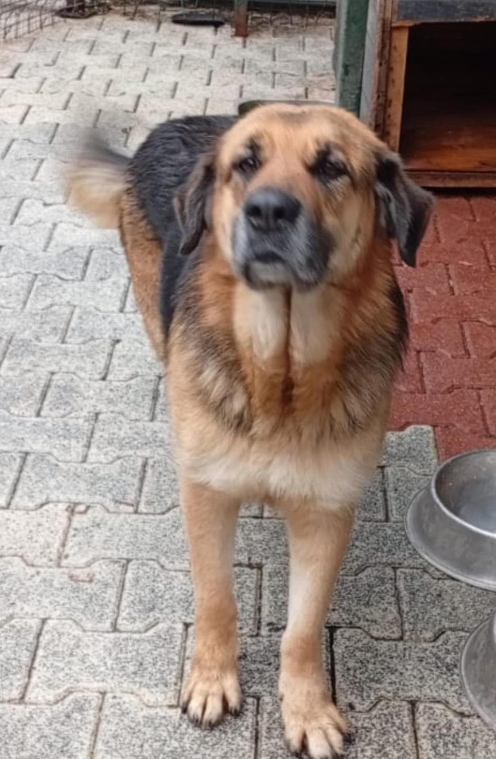 Lola Melez Köpek, İstanbul