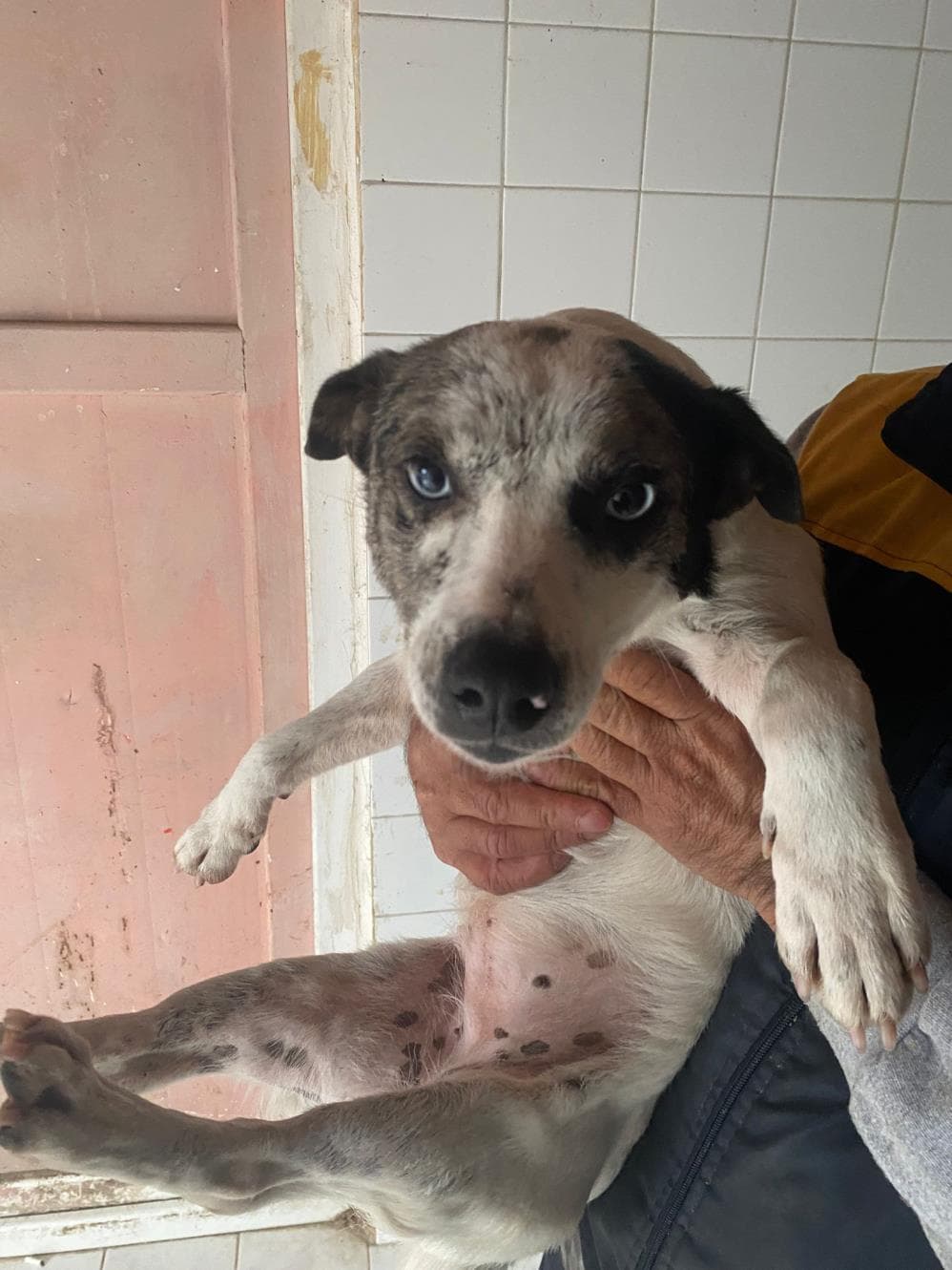 Maviş Melez Köpek, İstanbul