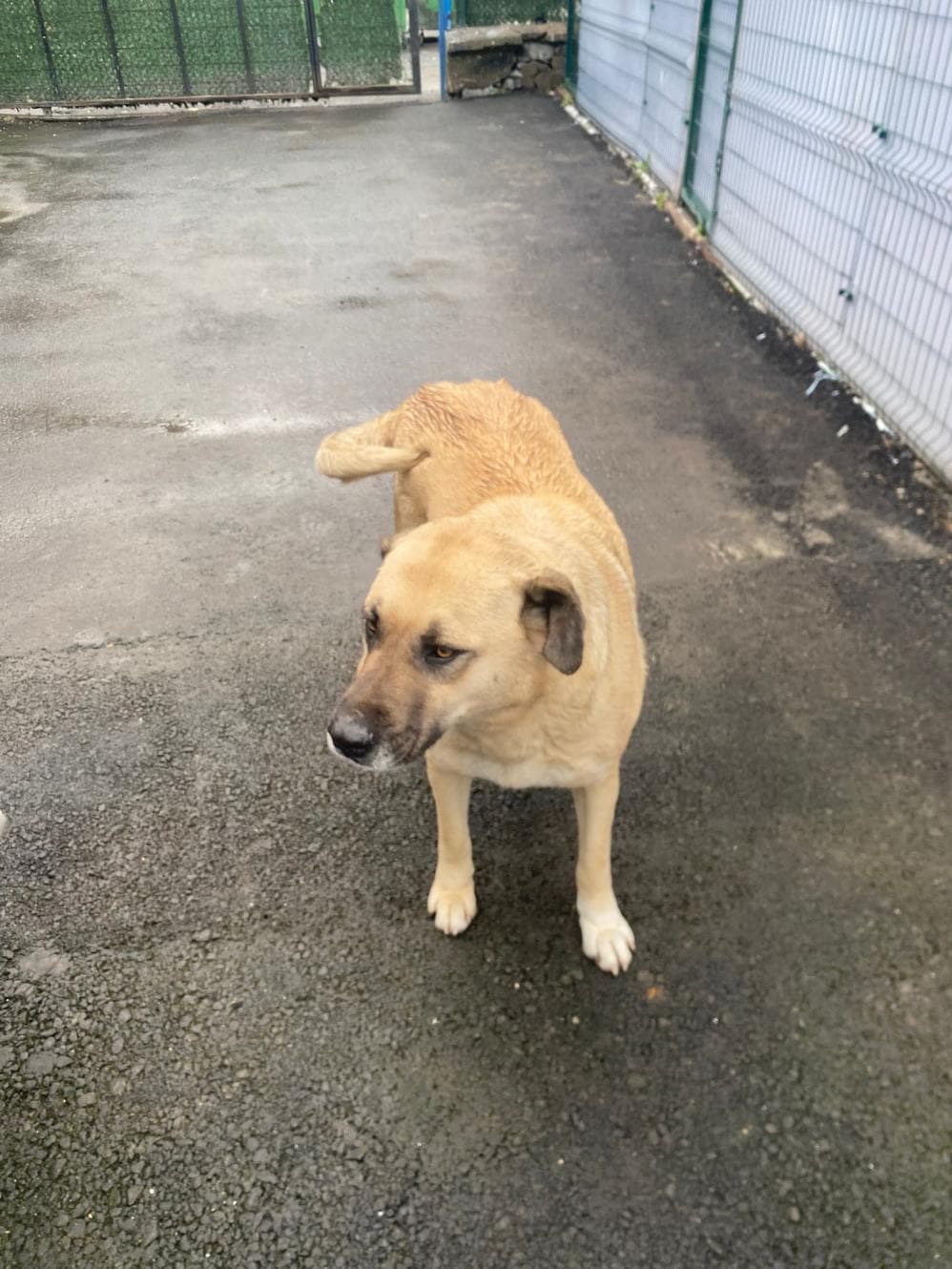 Bella Melez Köpek, İstanbul