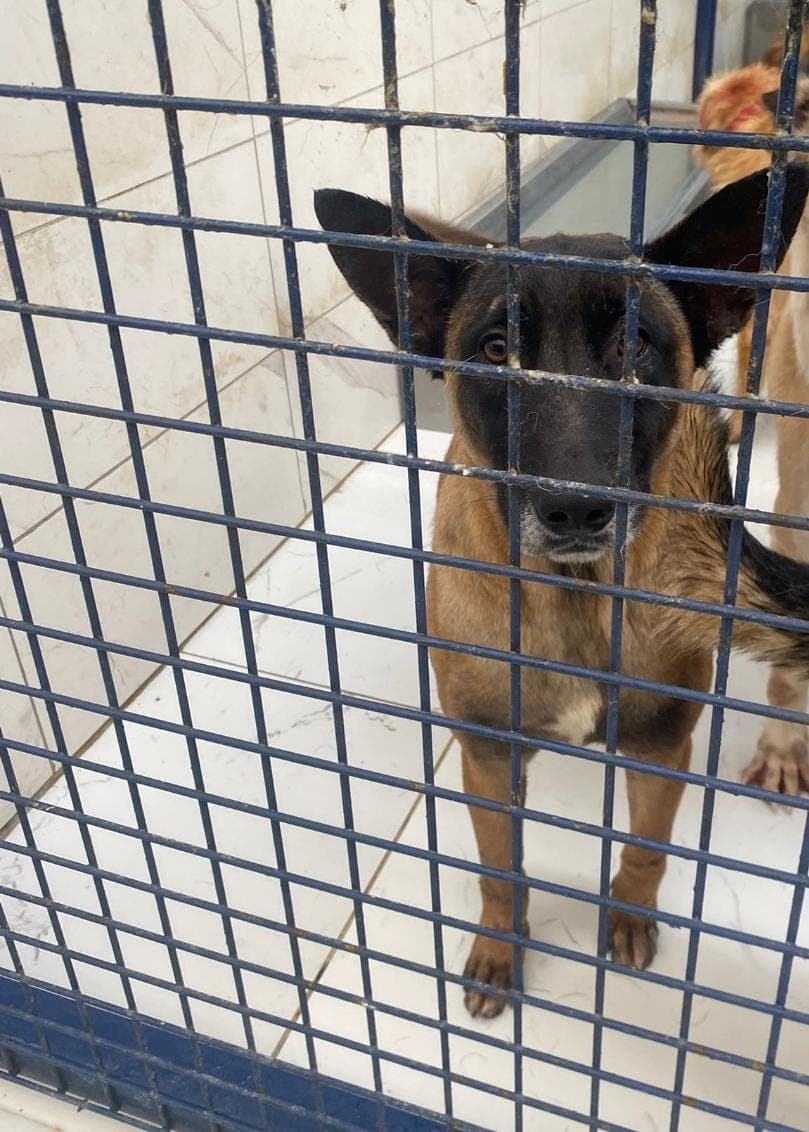 Thor Belçika Kurt Köpeği Köpek, İstanbul