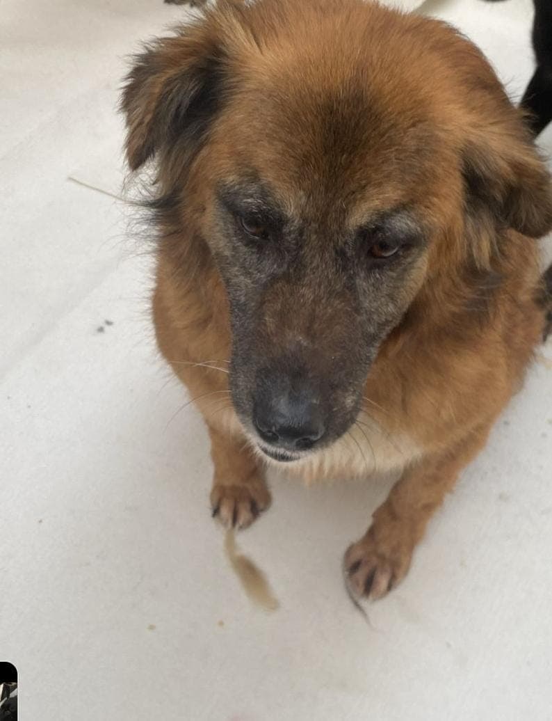 Joy Melez Köpek, İstanbul