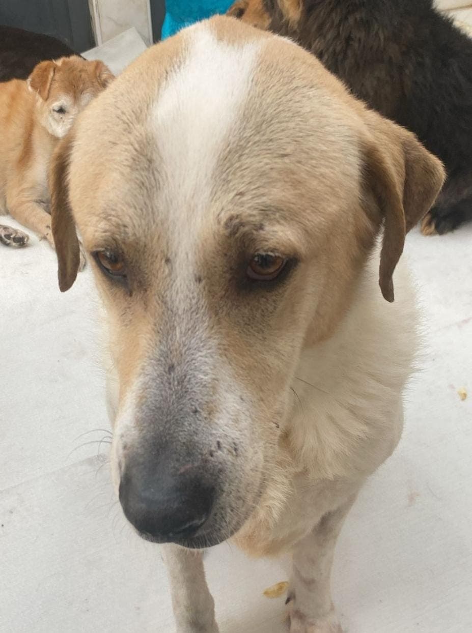 Fatih Melez Köpek Melez Köpek, İstanbul
