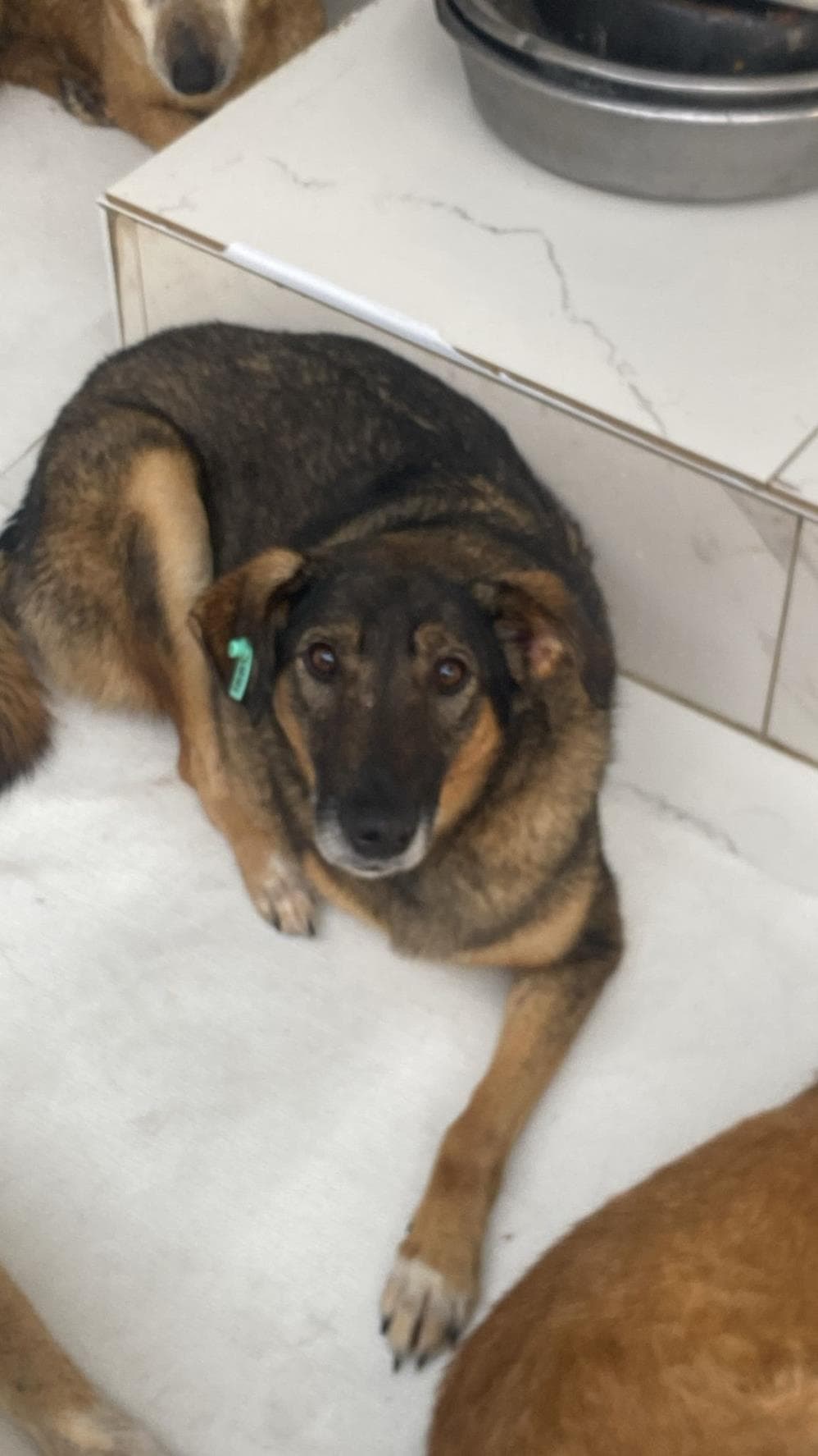 Lola Melez Köpek, İstanbul