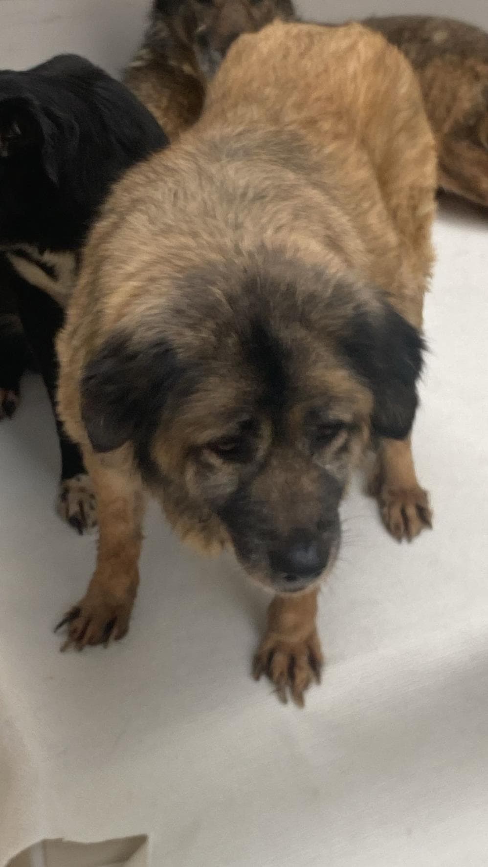 Dori Melez Köpek, İstanbul