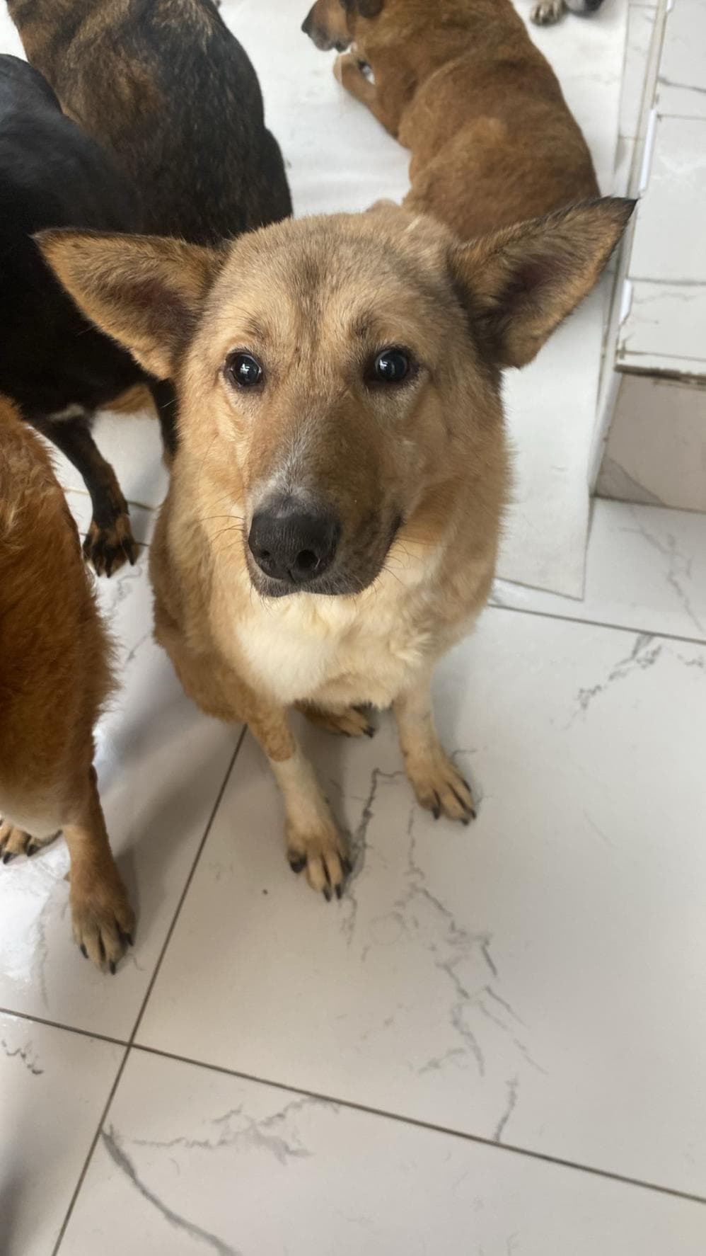 Pan Melez Köpek, İstanbul