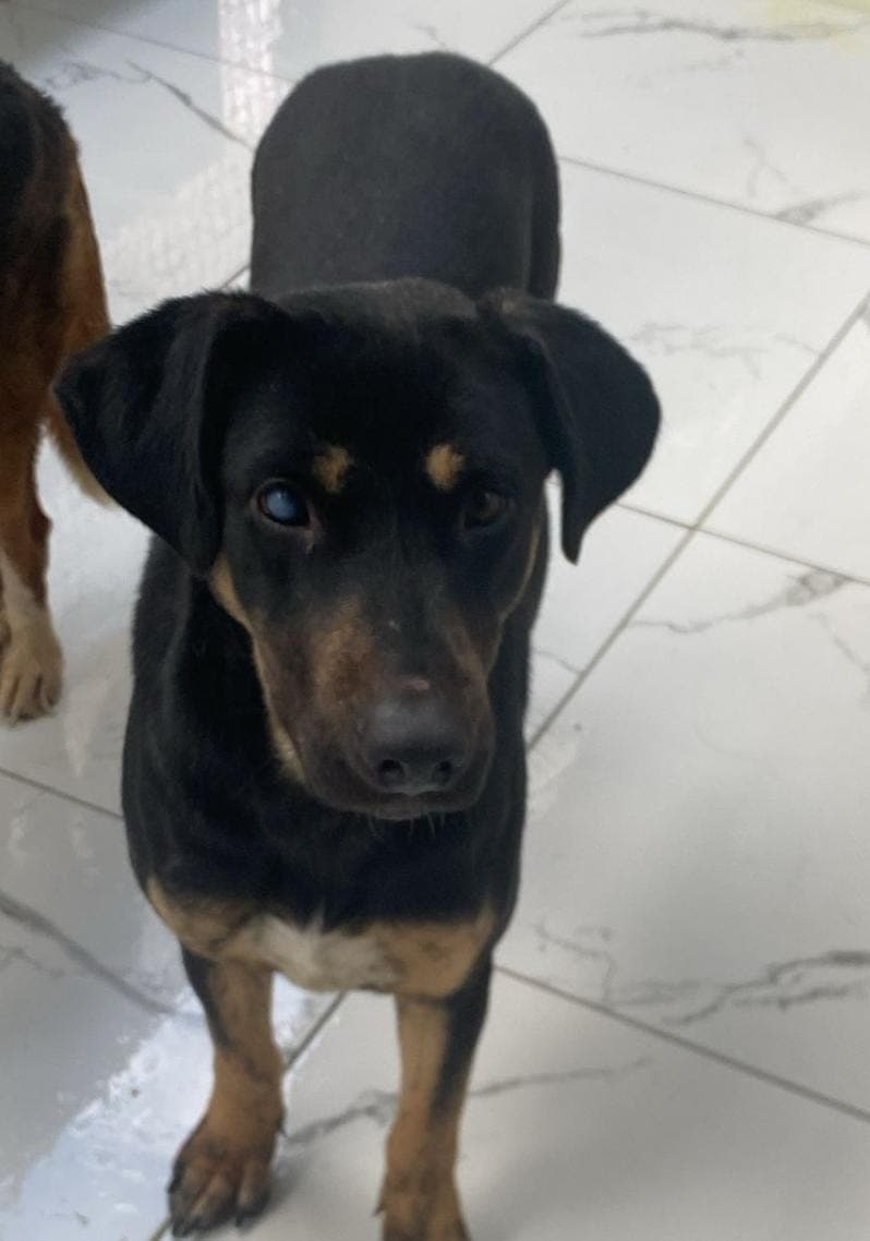 Lili Melez Köpek, İstanbul