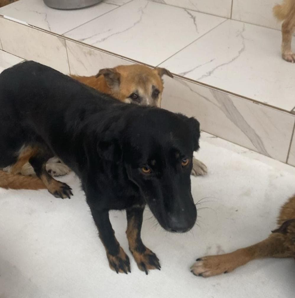 Masal Melez Köpek, İstanbul