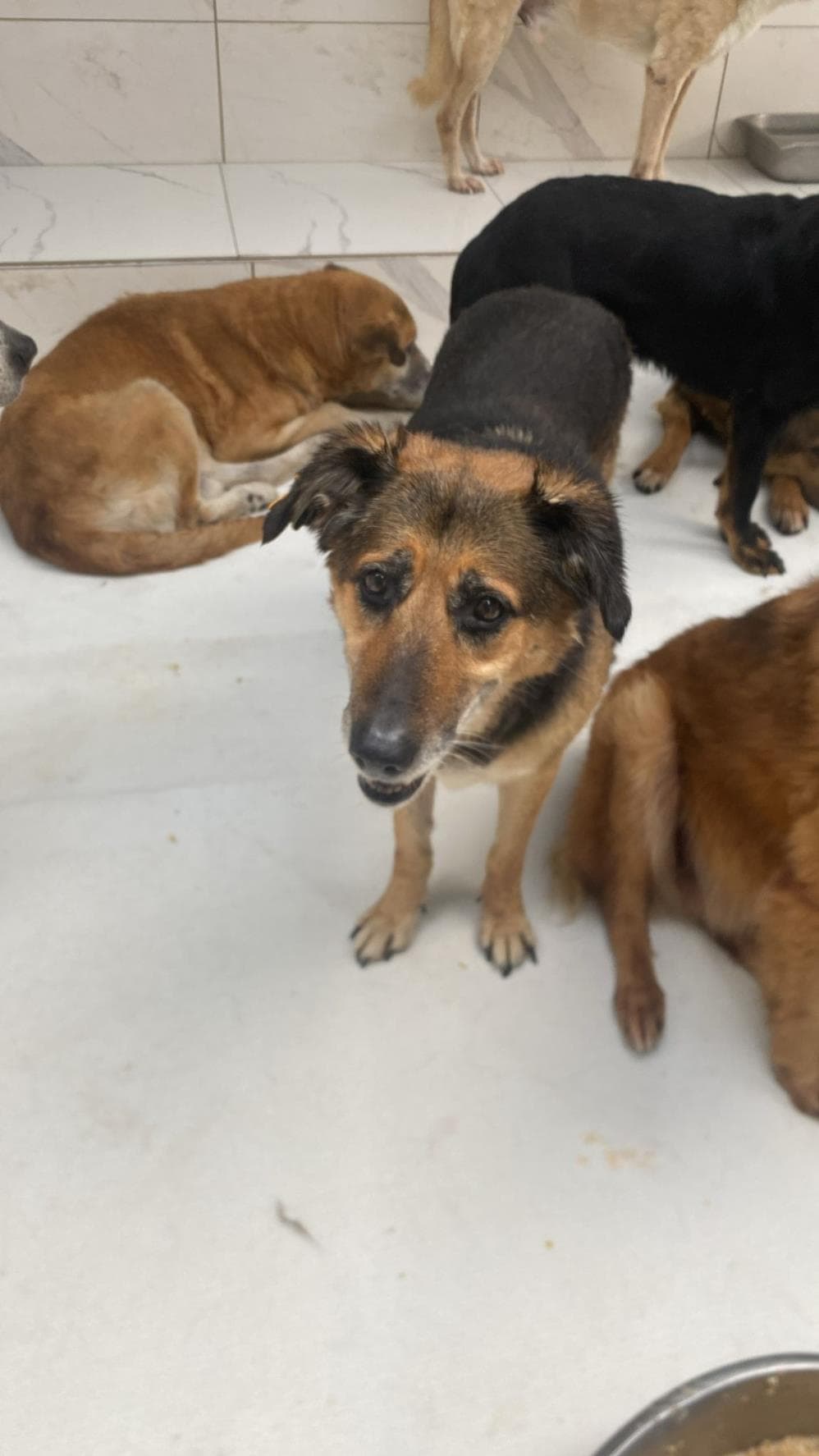 Jenny Melez Köpek, İstanbul