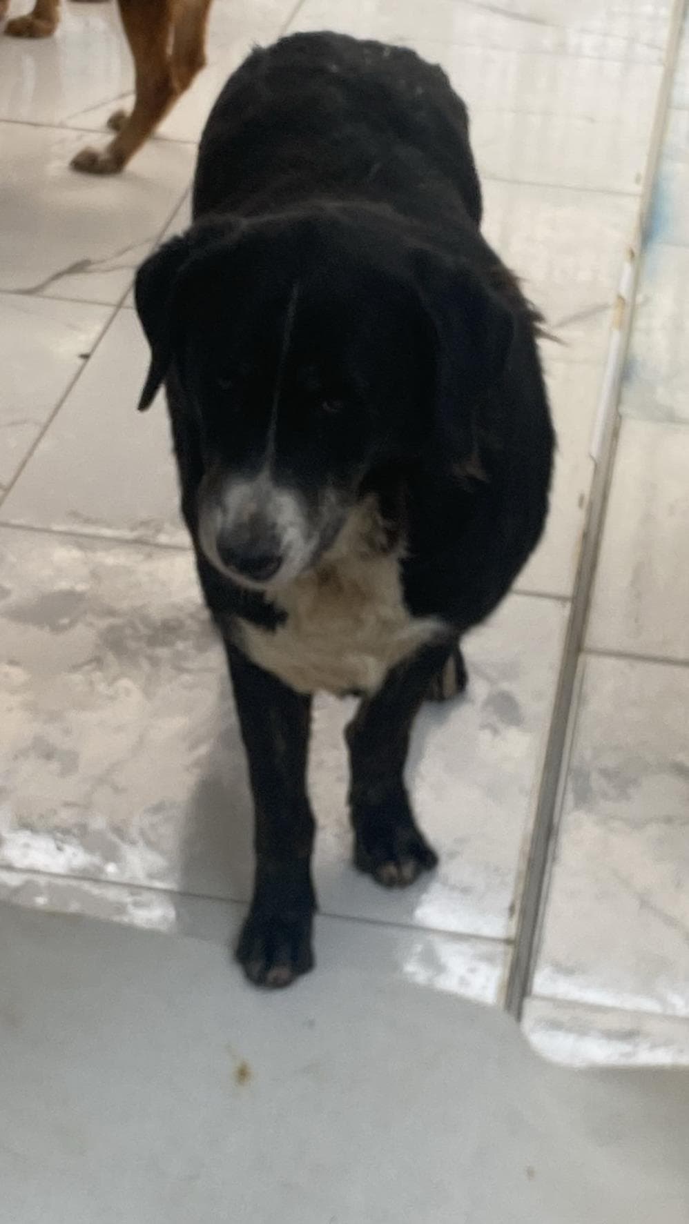 Sufle Melez Köpek, İstanbul