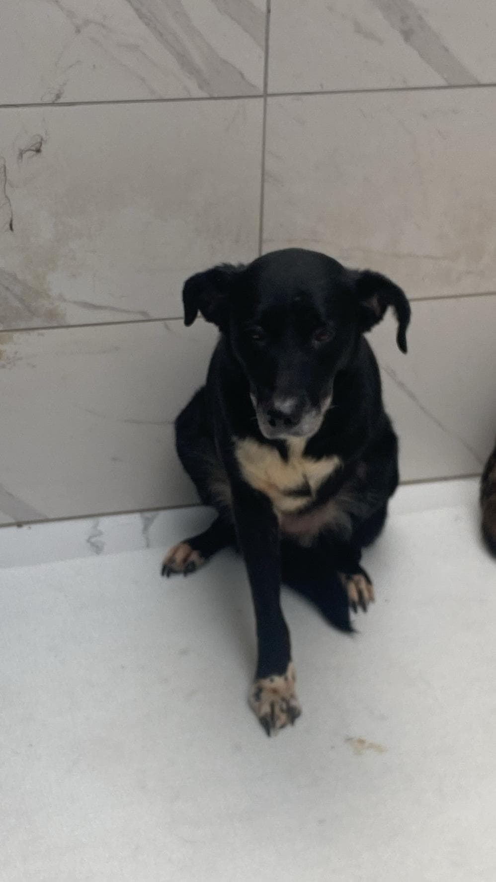 Ceviz Melez Köpek, İstanbul