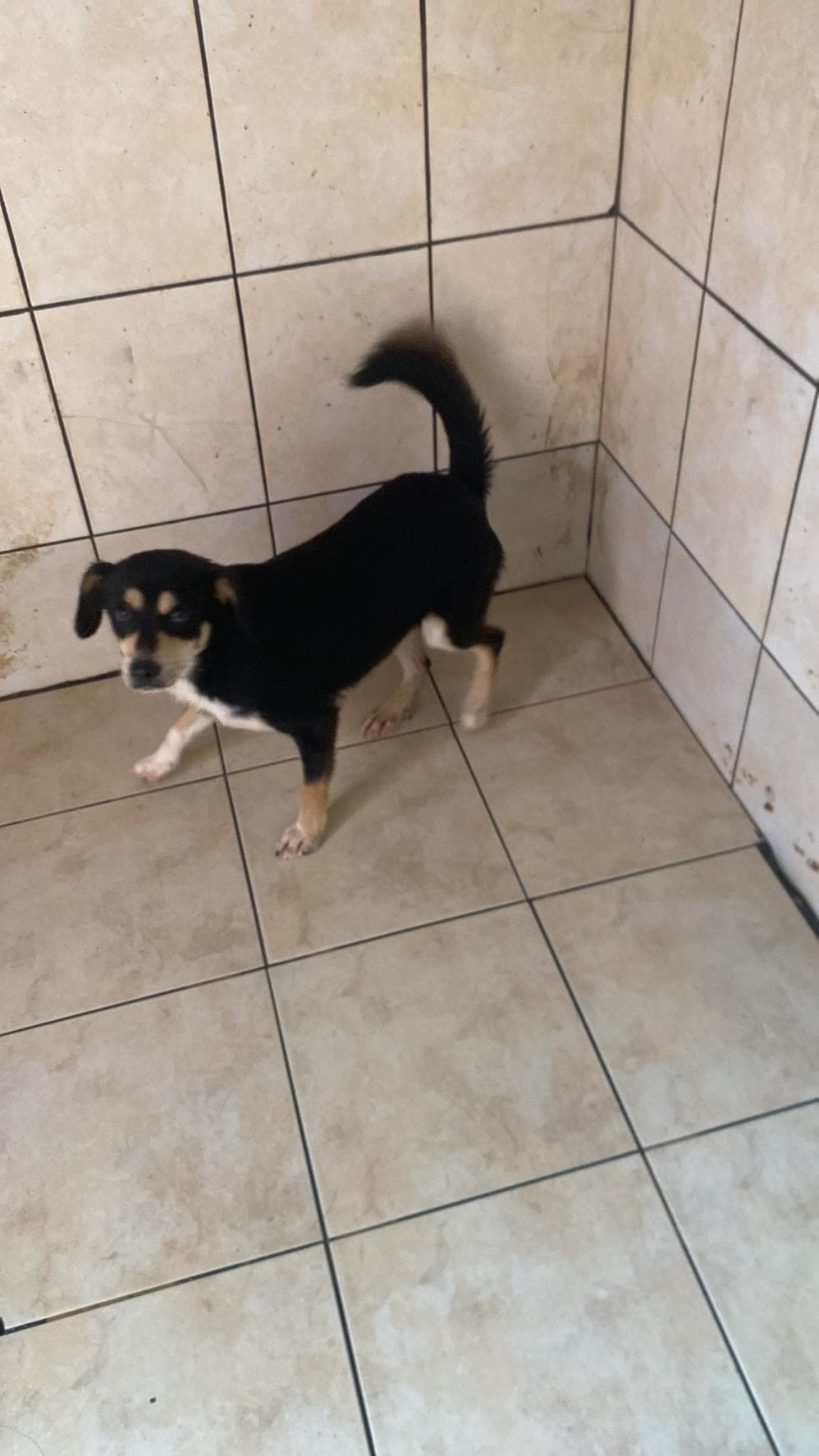 Sütlaç Melez Köpek, İstanbul