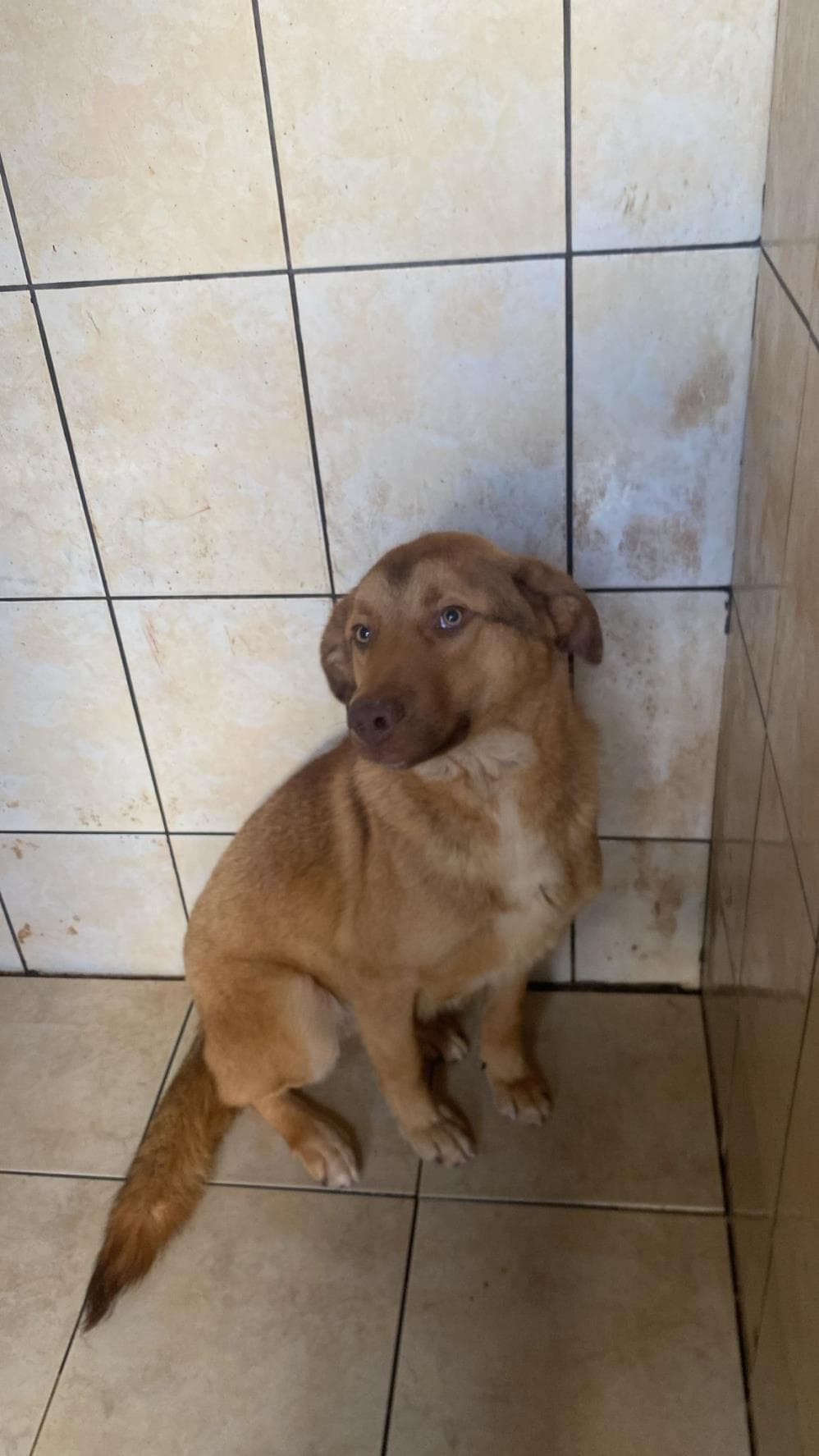 Gofret Melez Köpek, İstanbul