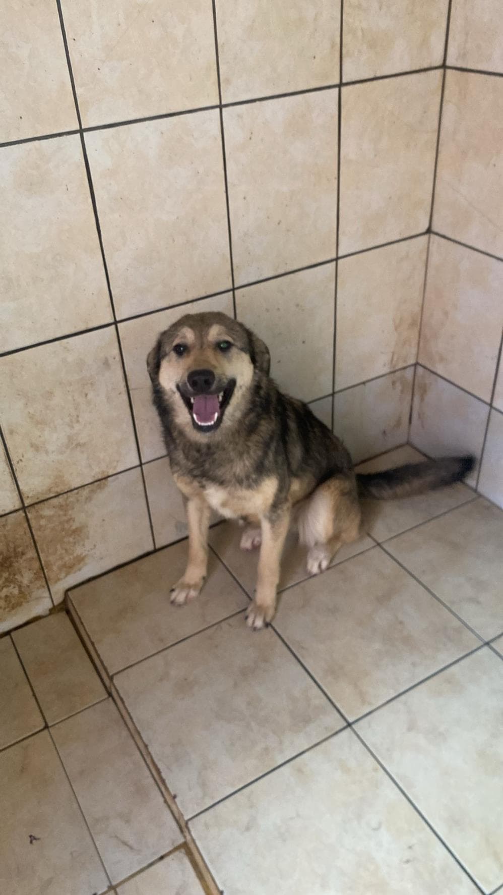 Smile Melez Köpek, İstanbul