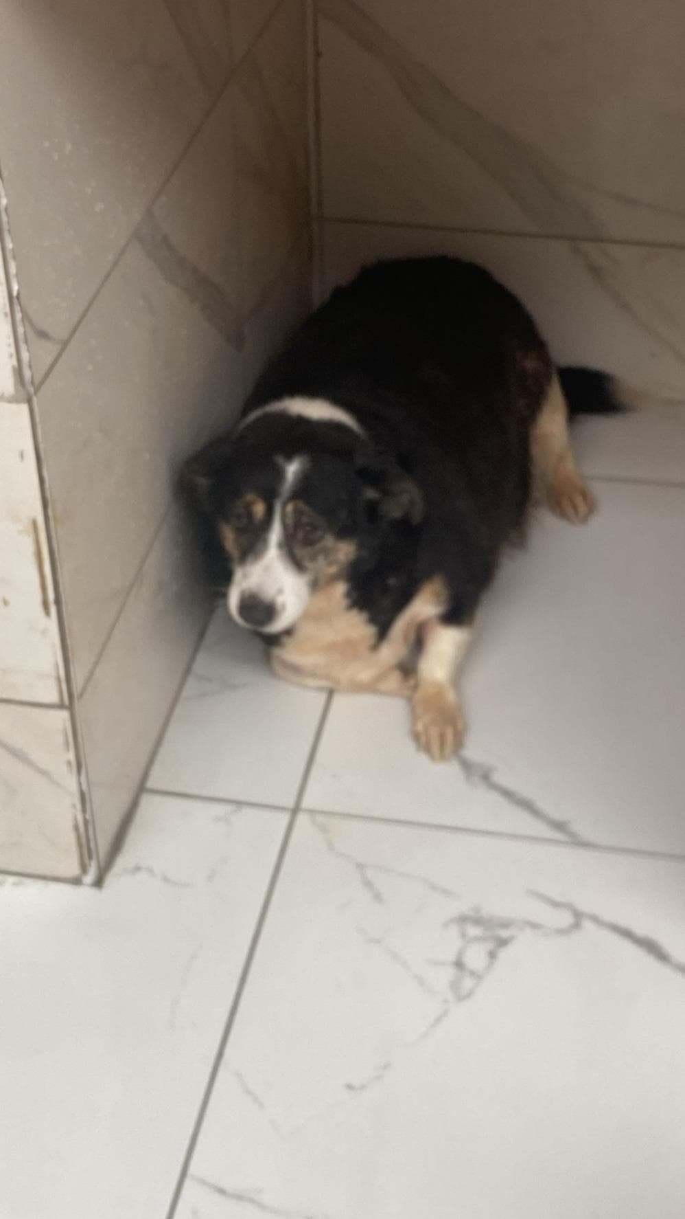 Badem Melez Köpek, İstanbul
