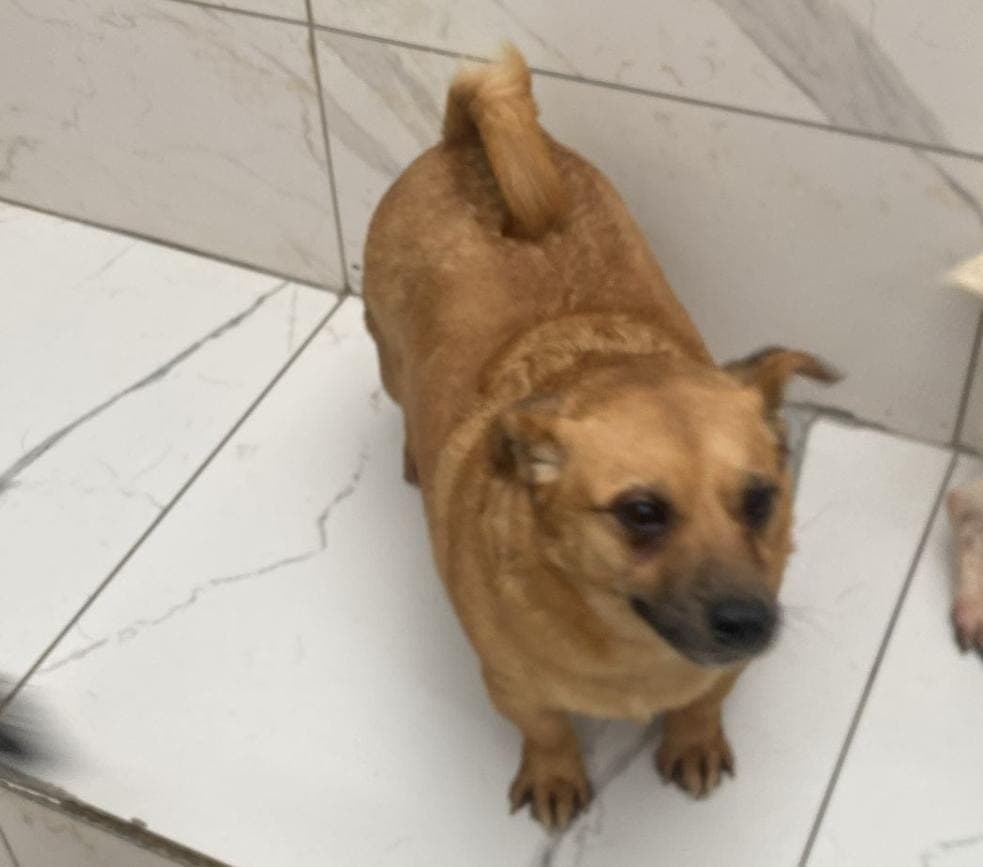 Sarı Melez Köpek, İstanbul