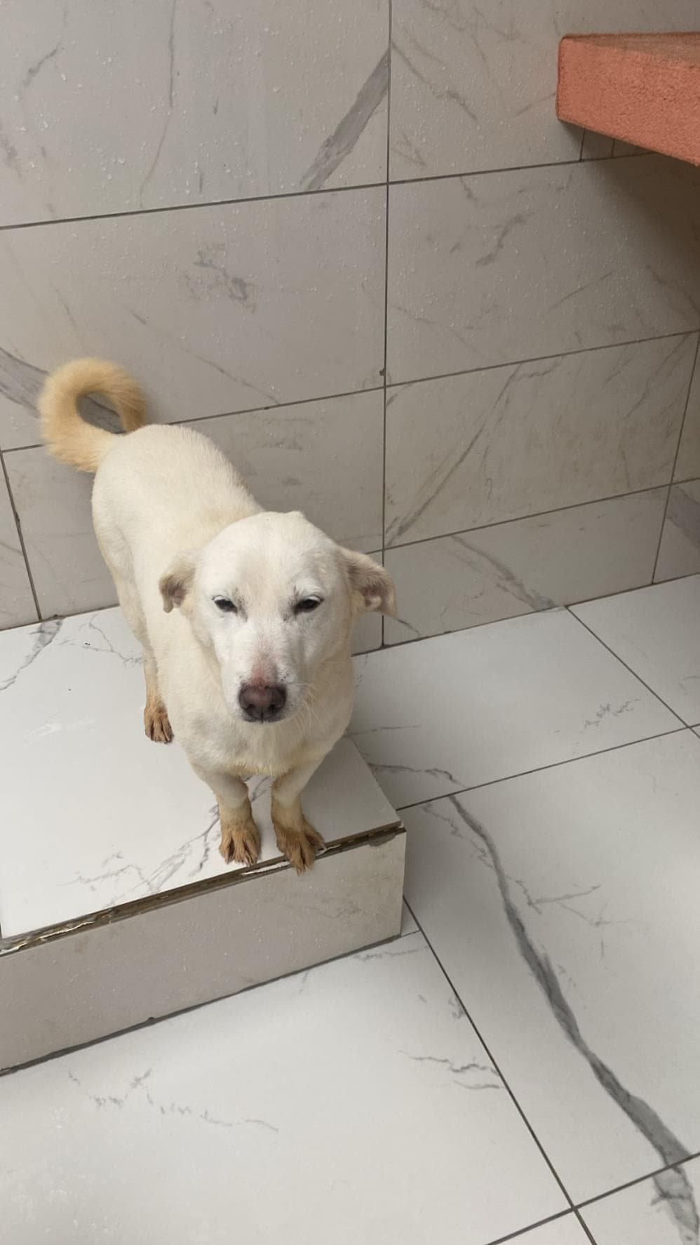 Paris Melez Köpek, İstanbul