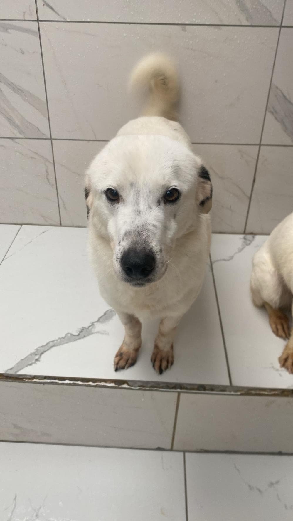 Barni Melez Köpek, İstanbul