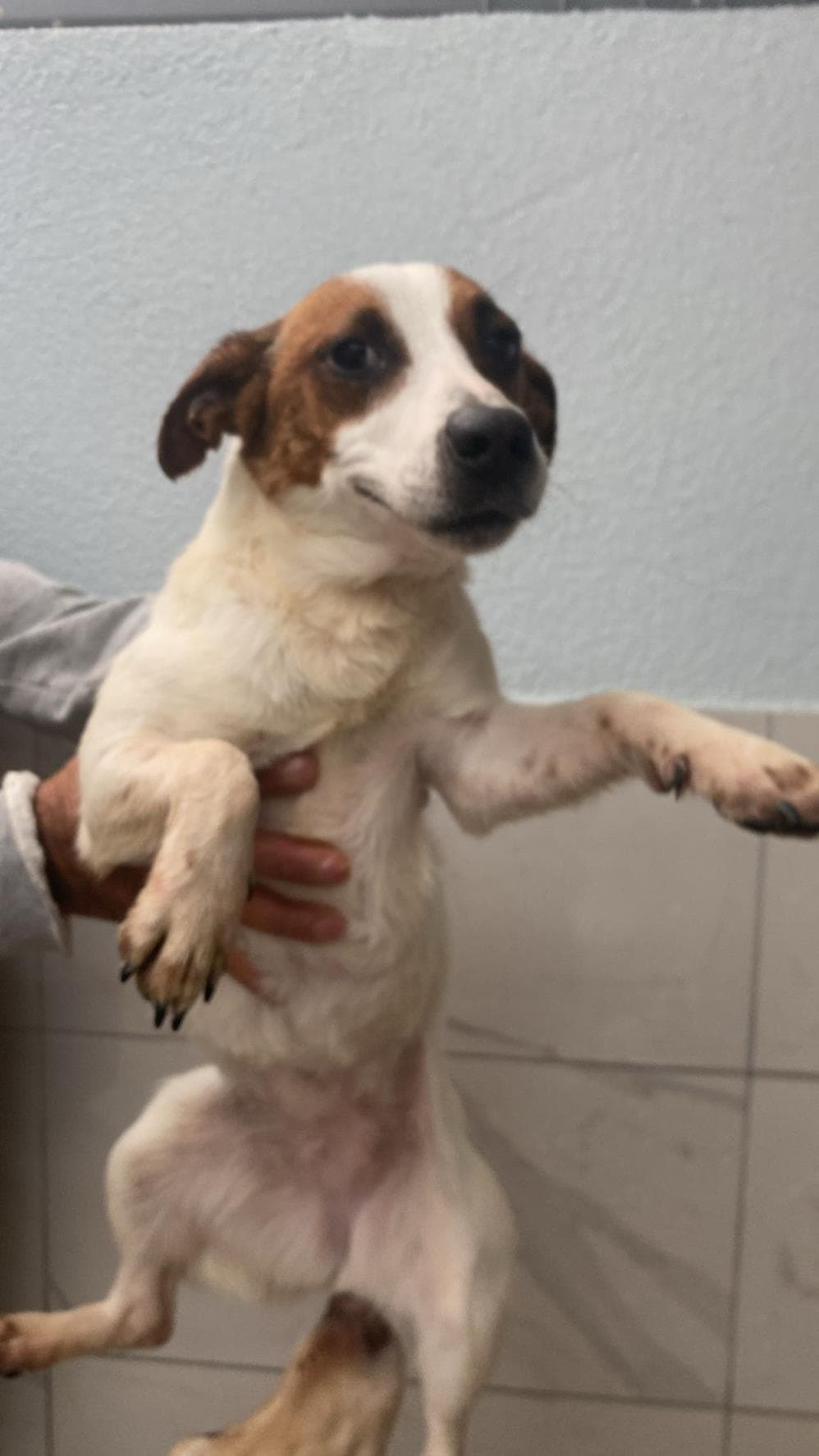 Kahve Terrier Köpek, İstanbul