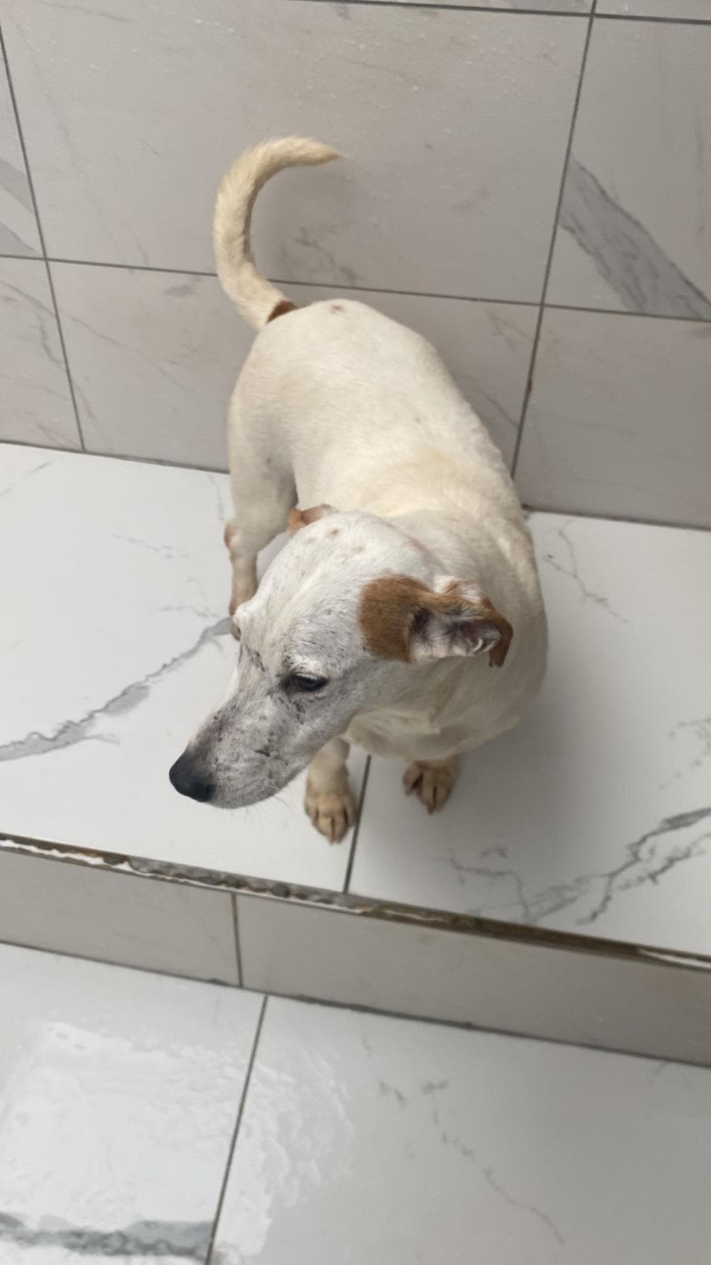 Köpük Terrier Köpek, İstanbul