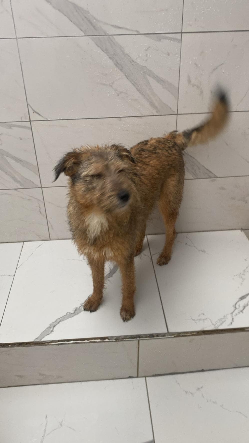 Elma Melez Köpek, İstanbul