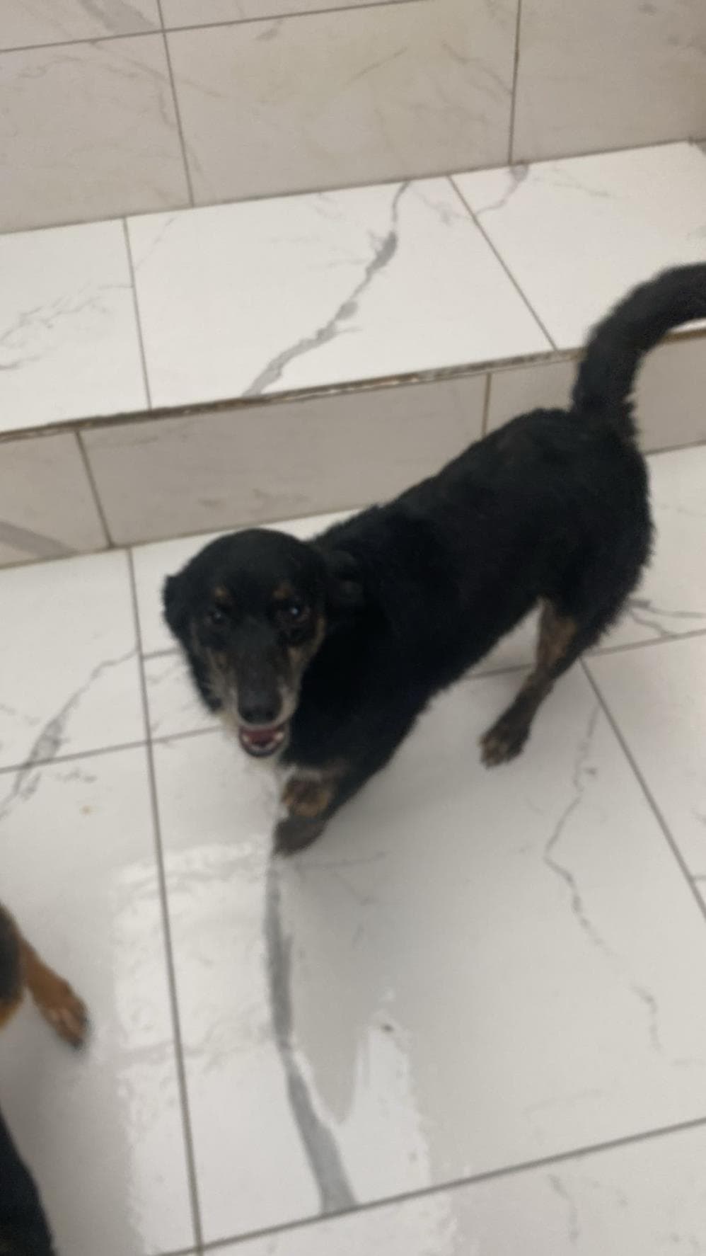 Kara Melez Köpek, İstanbul