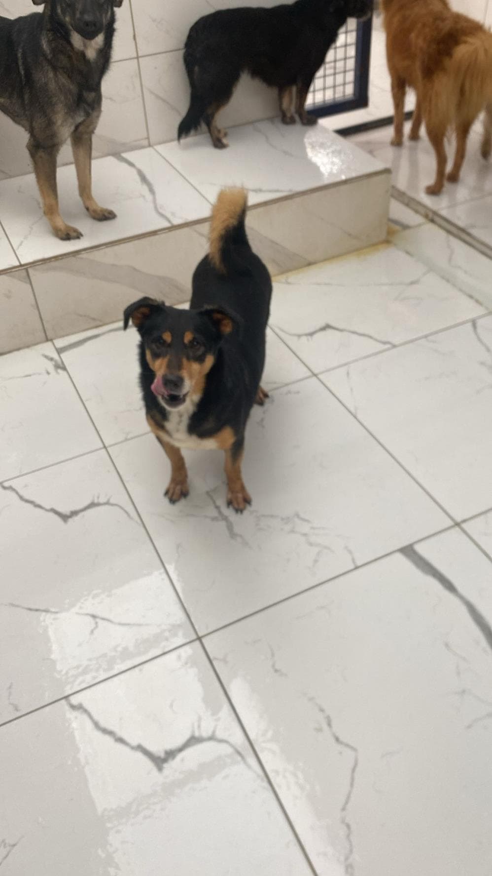 Havuç Melez Köpek, İstanbul