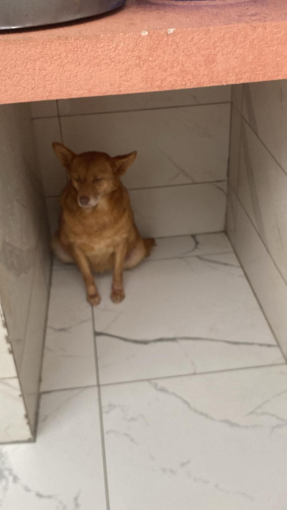 Honey Melez Köpek, İstanbul