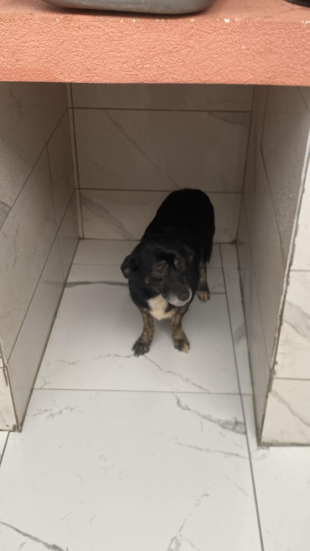 Fiona Melez Köpek, İstanbul
