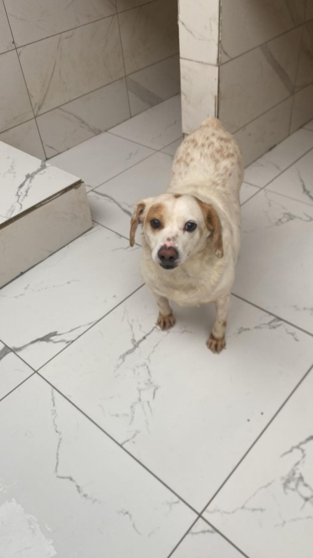 Benekli Melez Köpek, İstanbul